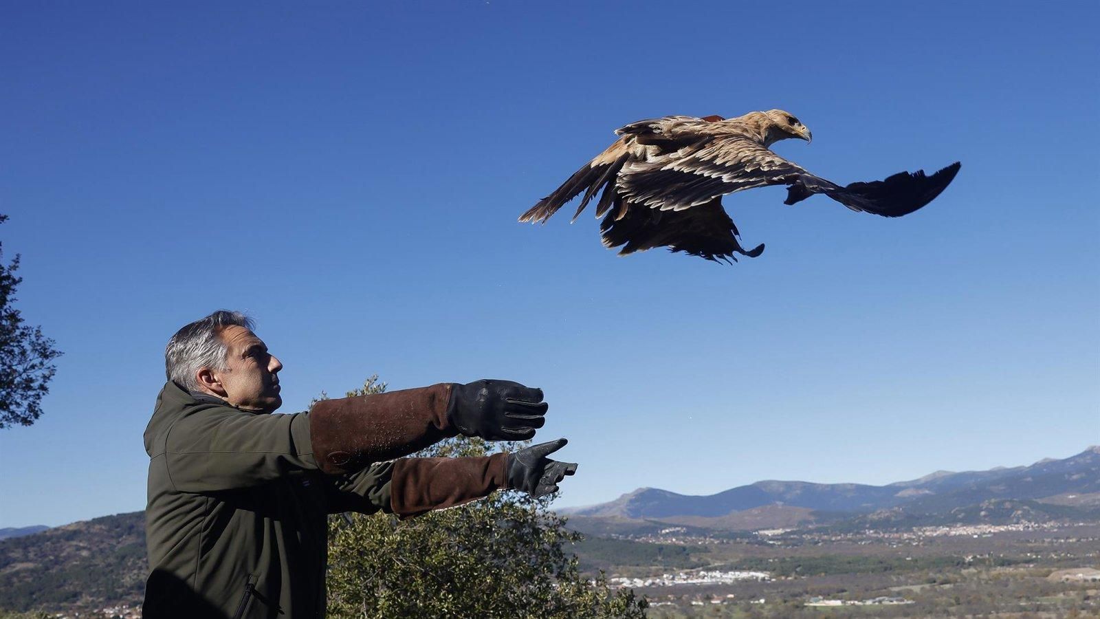 Madrid lidera la densidad de águila imperial en España con 109 parejas reproductoras