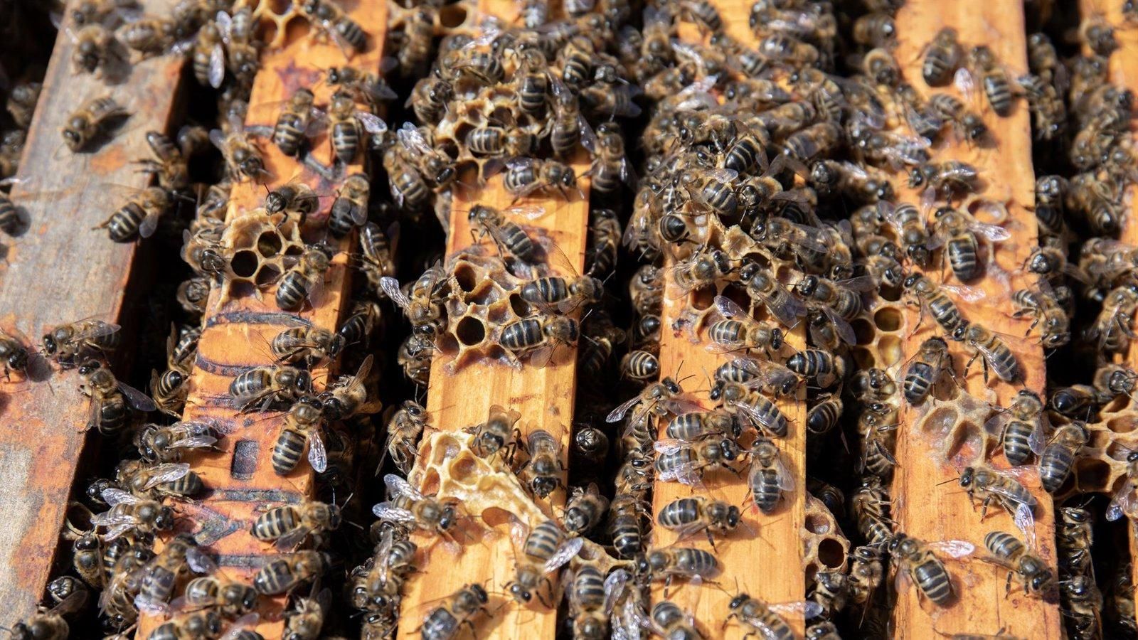 La Comunidad de Madrid premia las mejores mieles en la I Feria de la Miel de Tres Cantos