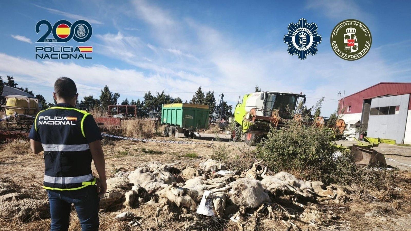 Detenido en Parla por maltrato animal tras hallar medio centenar de ovejas muertas