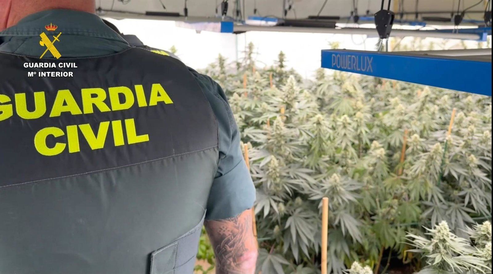 La Guardia Civil interviene casi 700 plantas de marihuana y detiene a dos personas en Torrelaguna