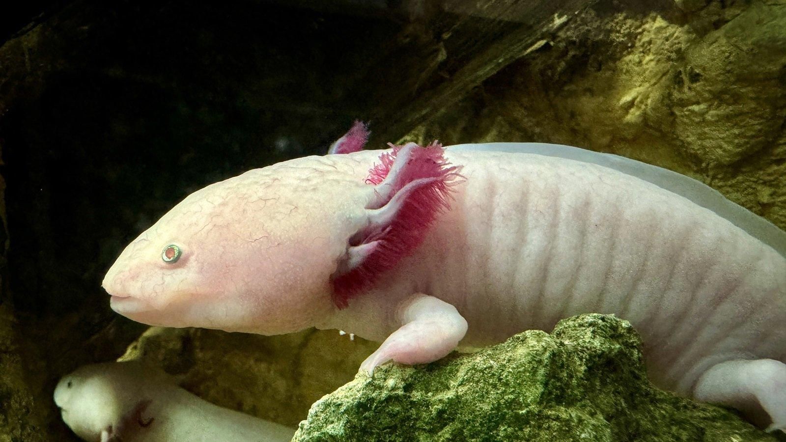 La Guardia Civil investiga a dos personas por tenencia ilegal de ajolotes en Meco