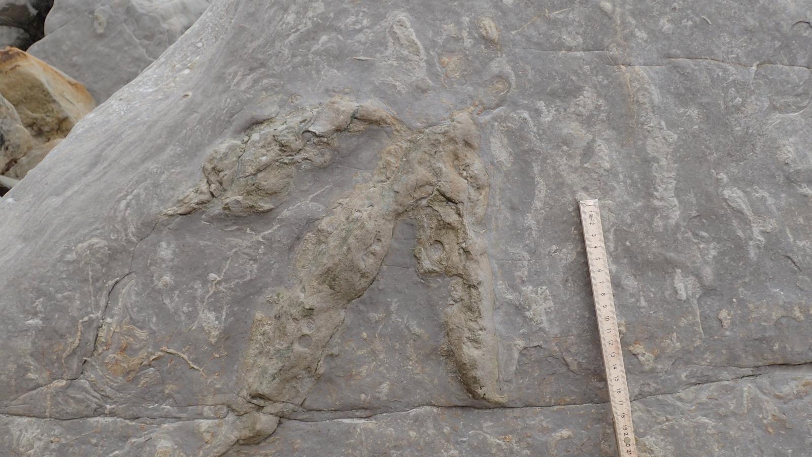 La IA arroja luz sobre unas misteriosas huellas de dinosaurios