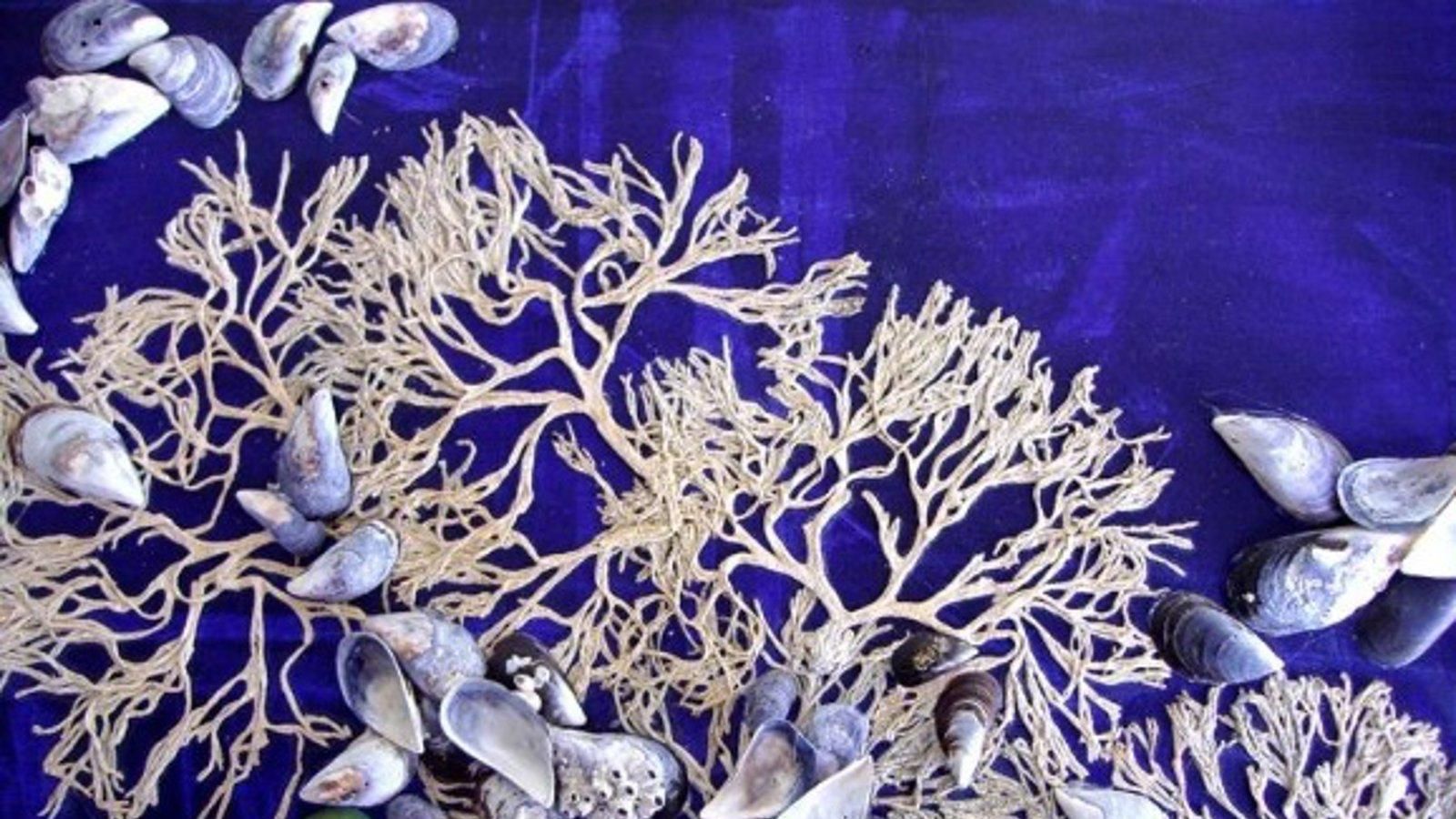 El Botánico acoge hasta el 22 de marzo ‘Fotosíntesis Atlántica’