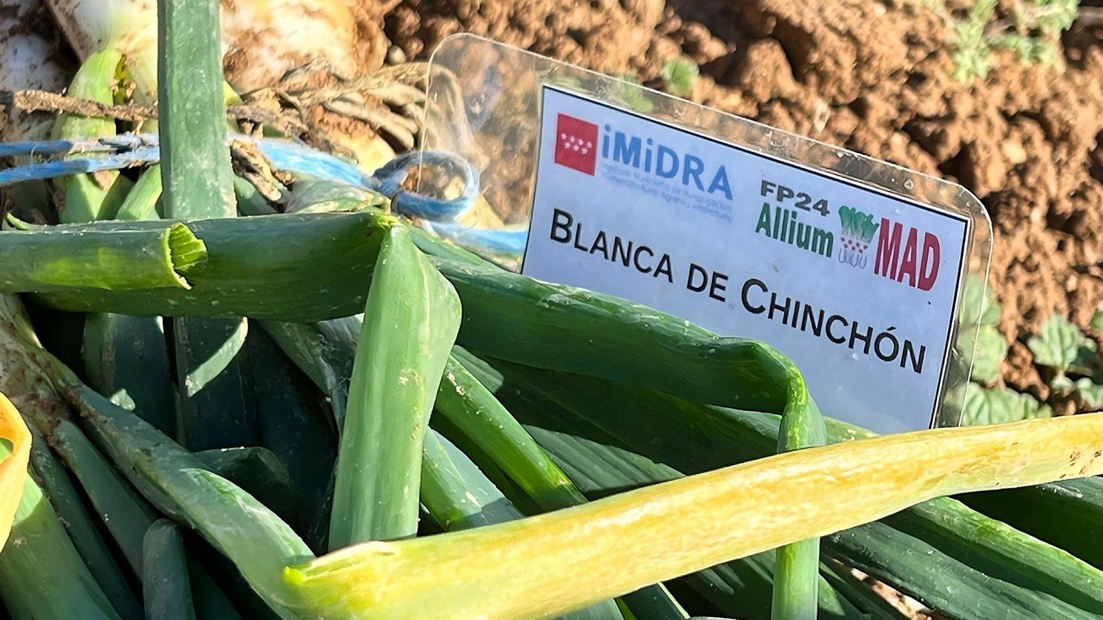 Madrid registra dos variedades de cebolla de Chinchón para proteger su cultivo y fomentar los mercados locales