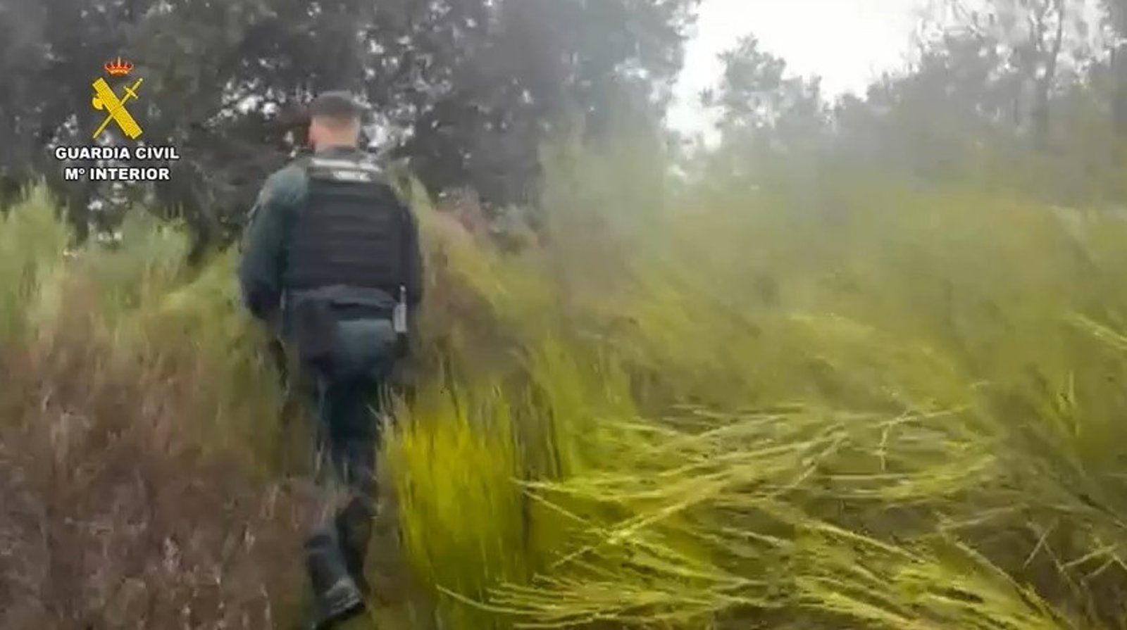 Operativo en Cenicientos para localizar a un hombre de 63 años desaparecido al recoger leña