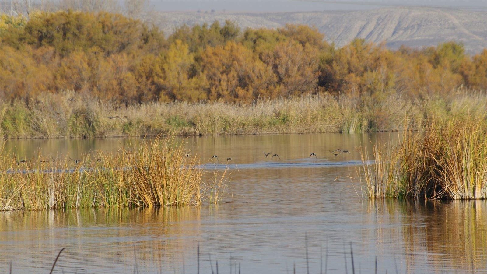 Treces humedales madrileños serán rehabilitados con una inversión de 5,6 millones