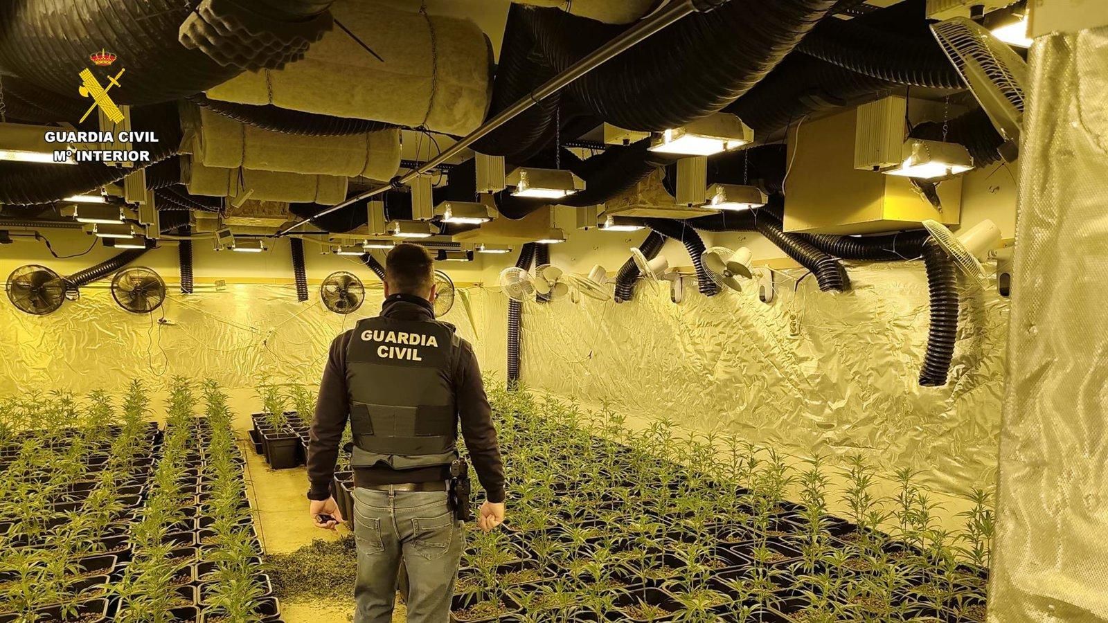 Desmantelada en Paracuellos una plantación ‘indoor’ con más de 2.200 plantas de marihuana