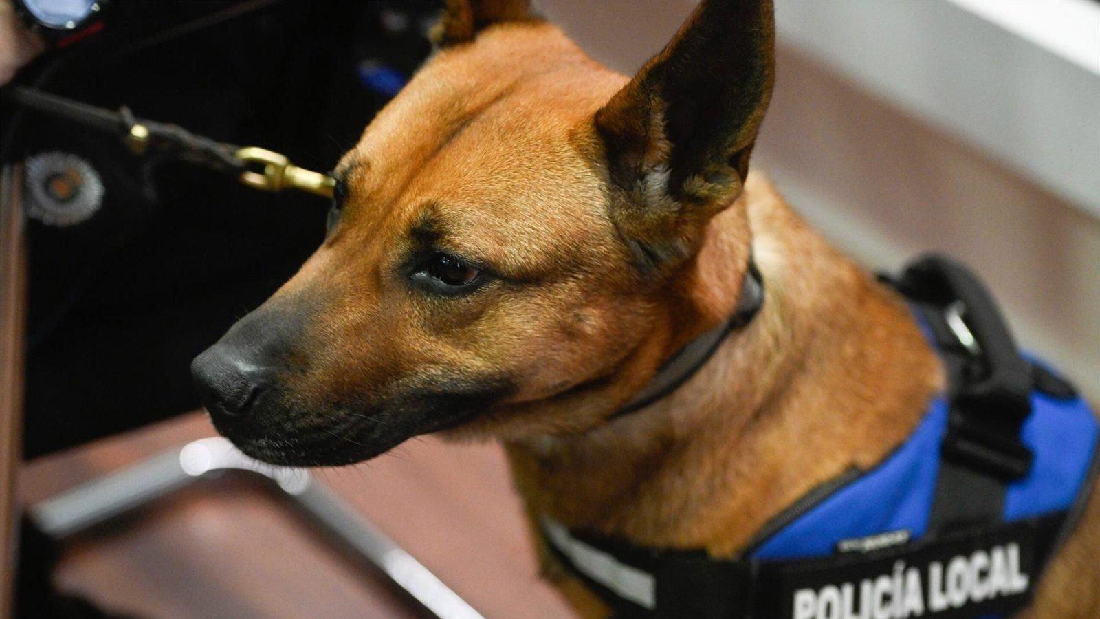 Alcalá refuerza los controles antidroga con su unidad canina