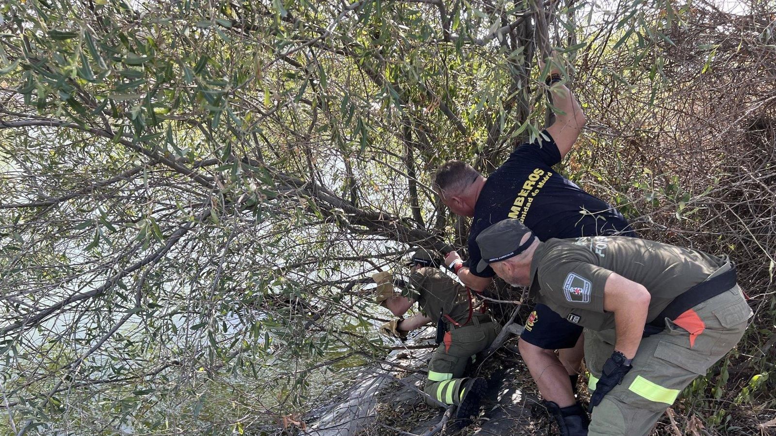 Los Bomberos de Madrid realizaron 282 rescates de animales en 2025, la mayoría de gatos