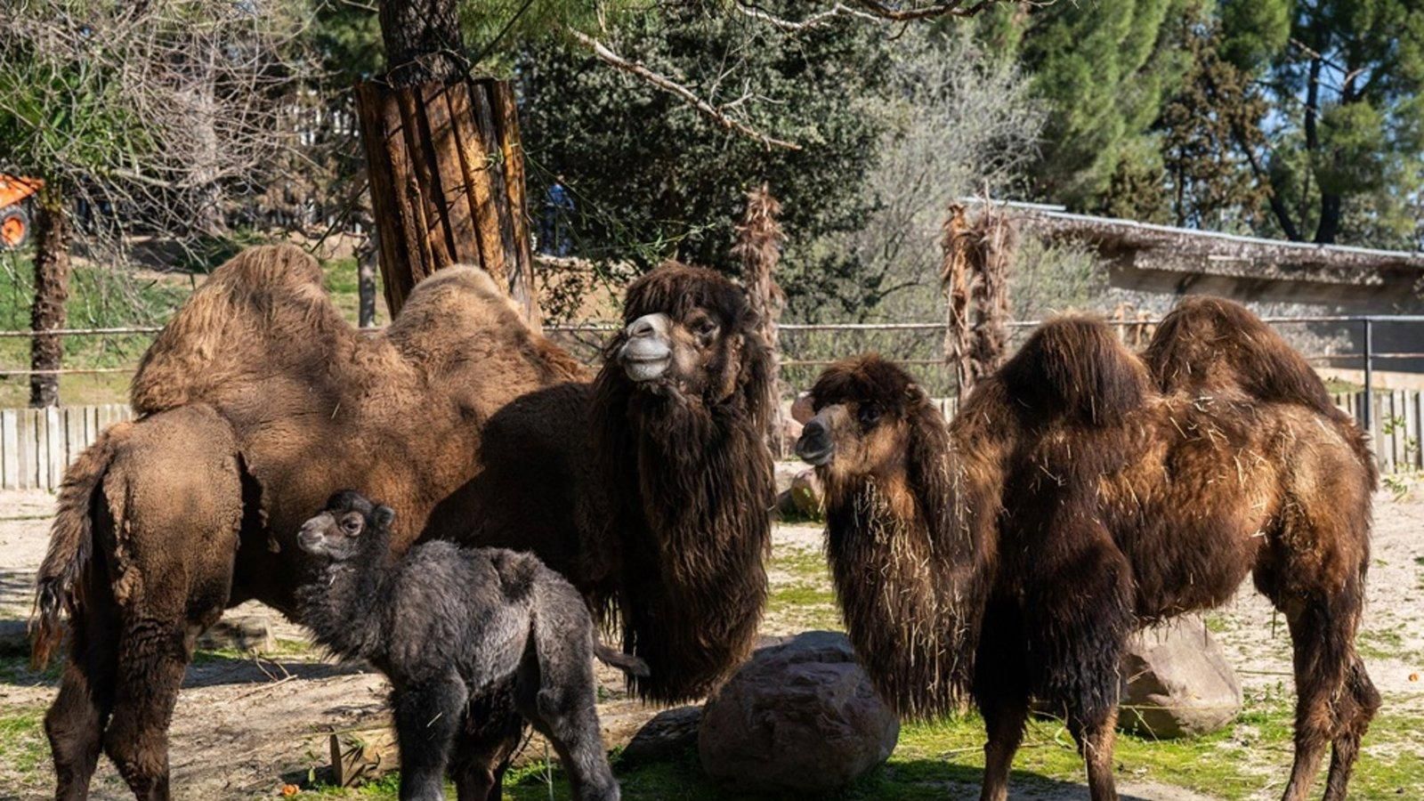 El Zoo de Madrid celebra el nacimiento de un camello bactriano en plena Semana Santa