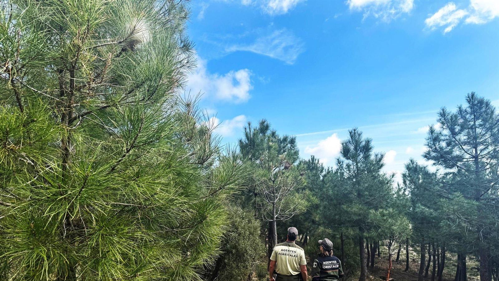 El 112 lanza una alerta por la procesionaria y da claves para evitar riesgos