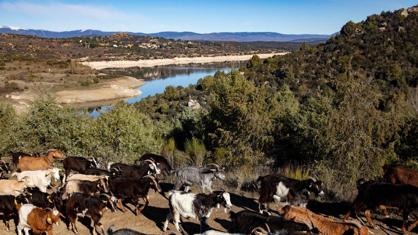 El Gobierno regional crea un comité de emergencias de sanidad animal para reforzar la gestión frente a enfermedades