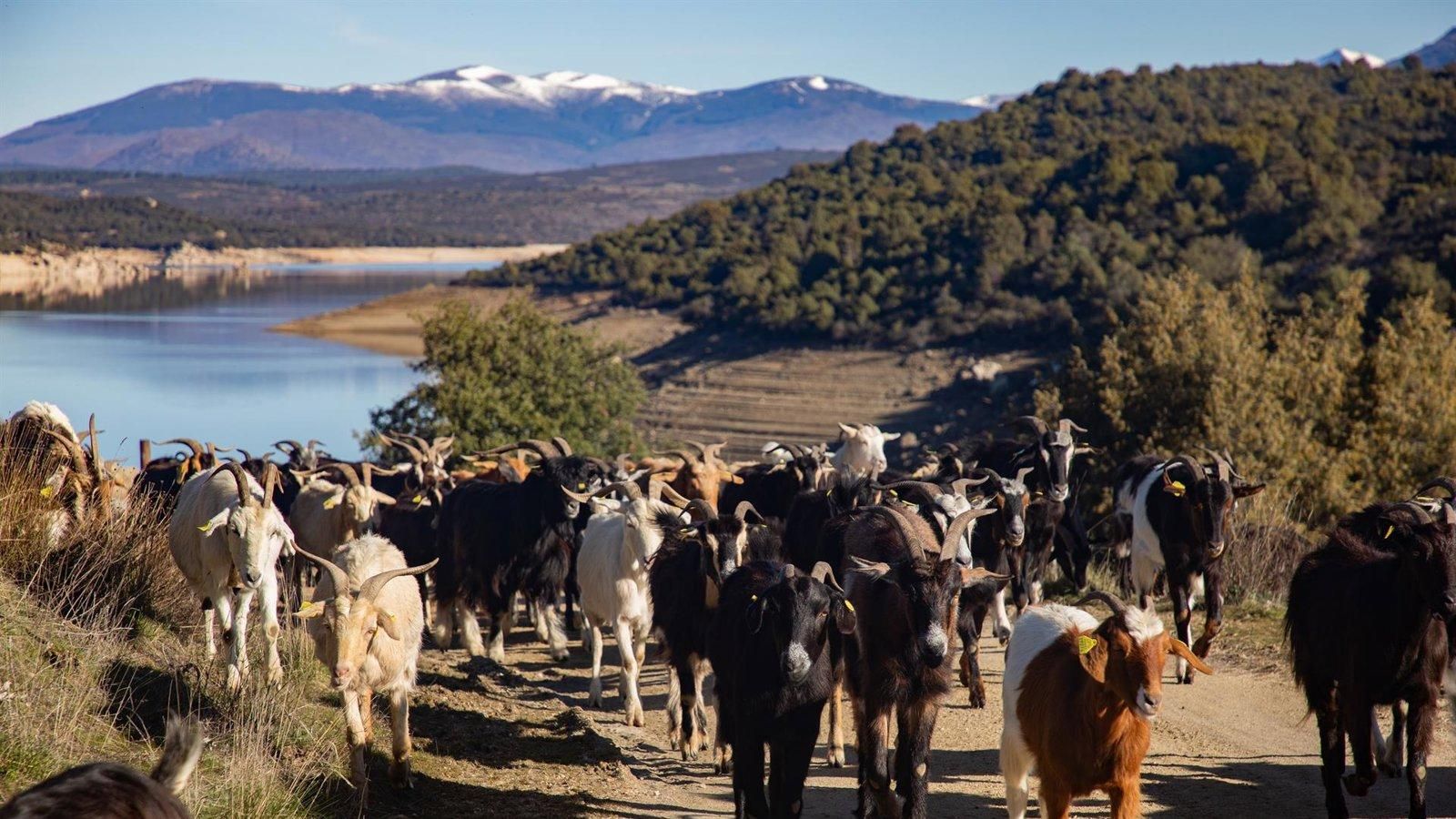 La Comunidad inicia expediente para declarar la trashumancia Bien de Interés Cultural por su valor histórico y ambiental