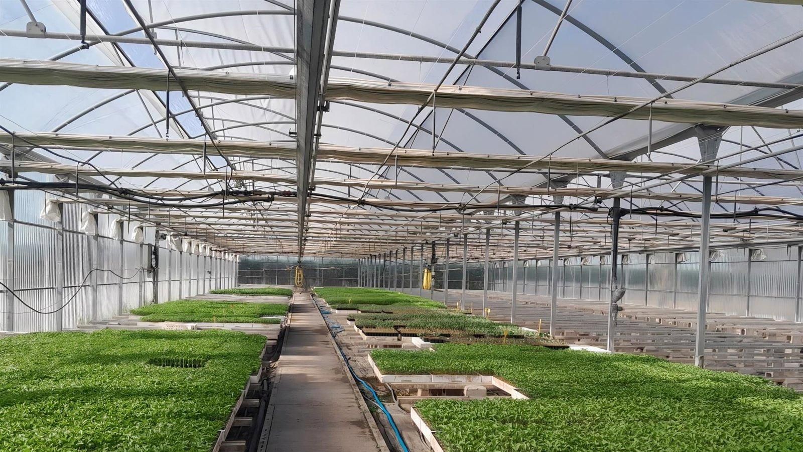 Los agricultores madrileños podrán solicitar 55.000 plantones de cultivos tradicionales