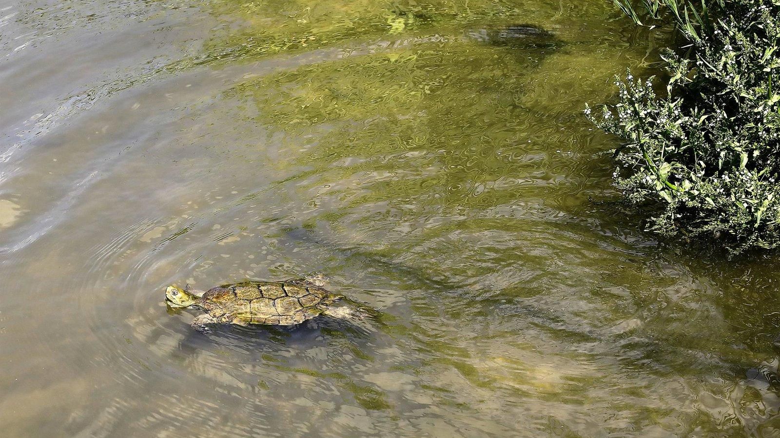 Madrid actualizará este verano el catálogo de especies amenazadas tras más de 30 años sin cambios