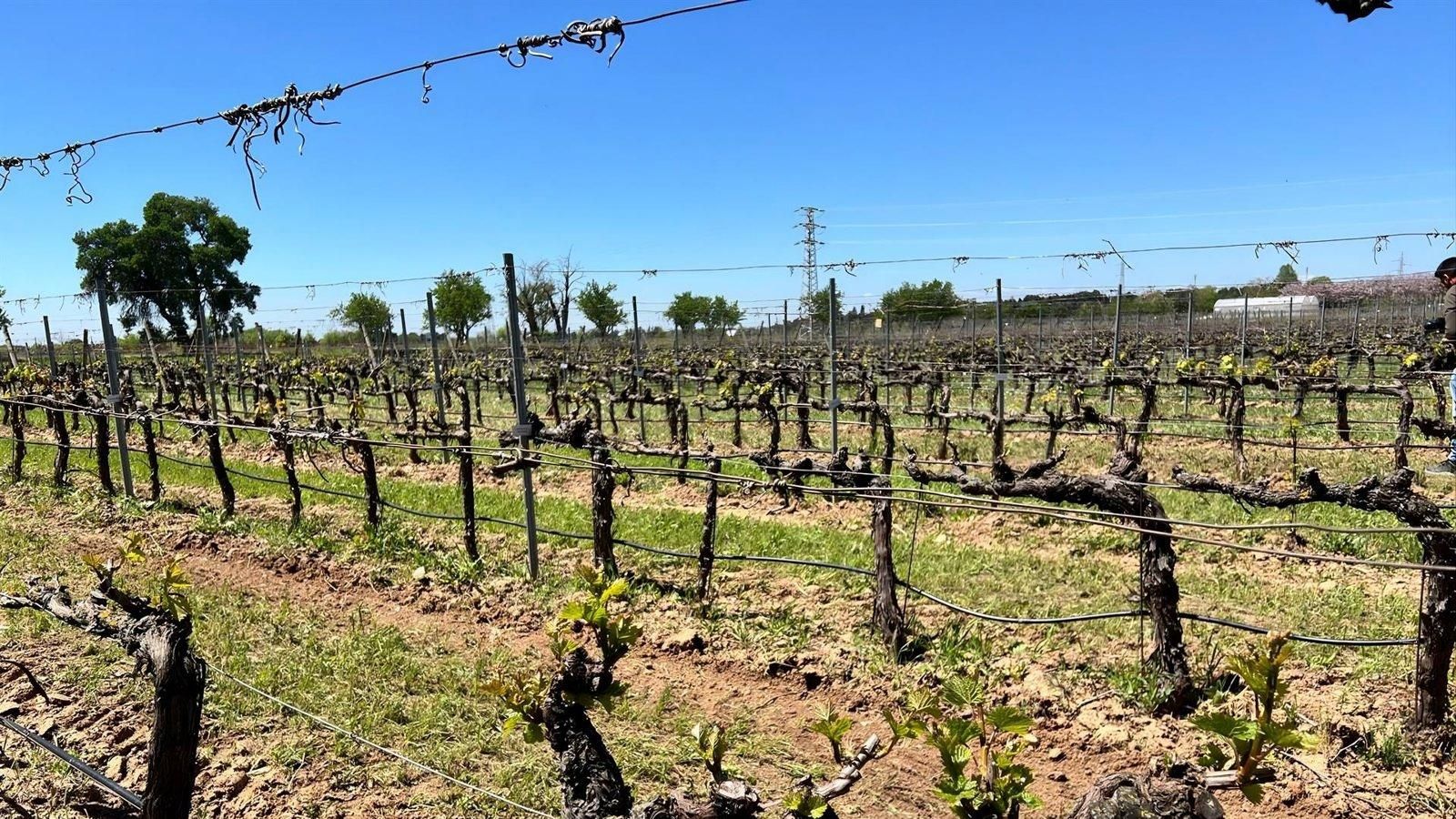 Madrid recupera 22 variedades de vid centenarias que se daban por desaparecidas