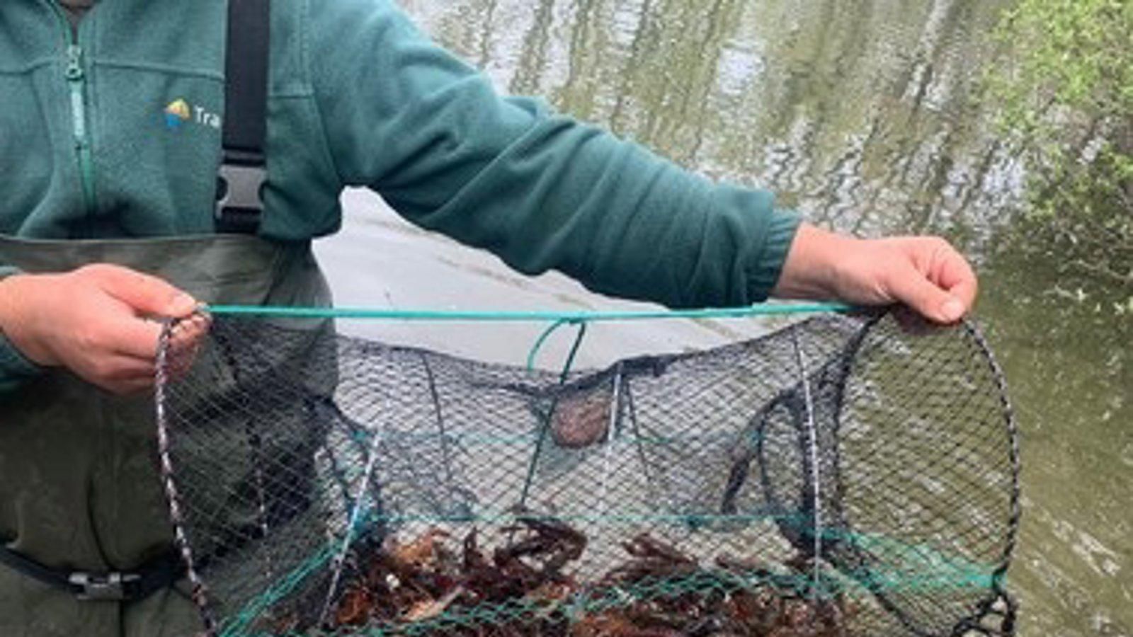 Madrid retiró más de 4.000 especies exóticas invasoras en 2025 para proteger la biodiversidad