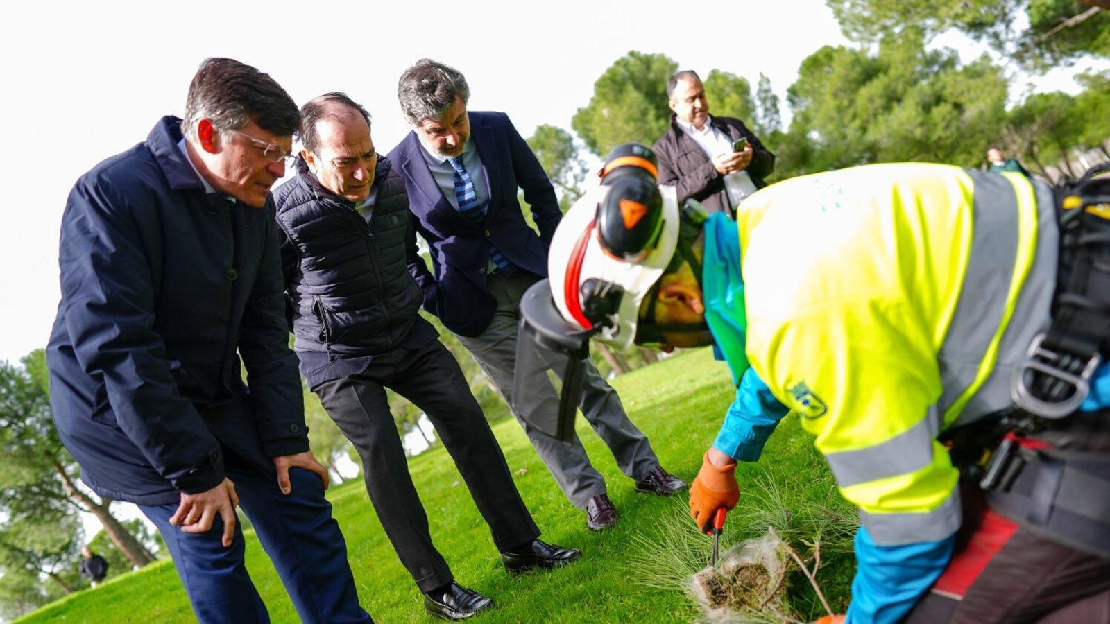 Madrid retira más de 53.500 nidos de oruga en los parques de la capital