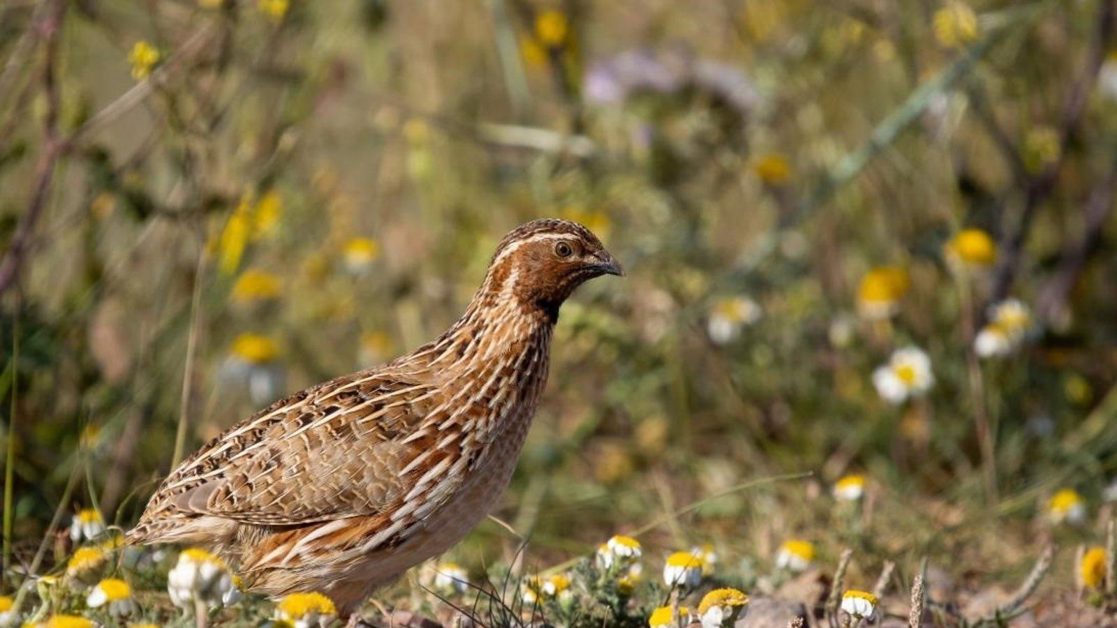 Madrid se suma a ocho comunidades para rechazar las restricciones del Gobierno a la caza de la codorniz
