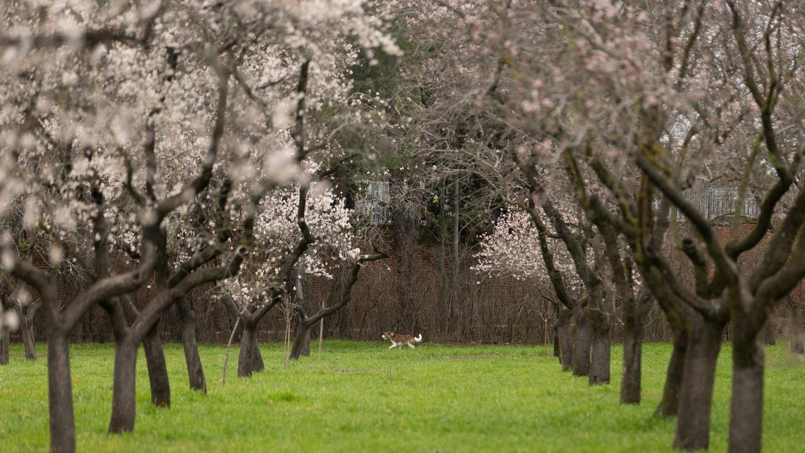 Madrid revalida por séptimo año el título de Ciudad Arbórea del Mundo