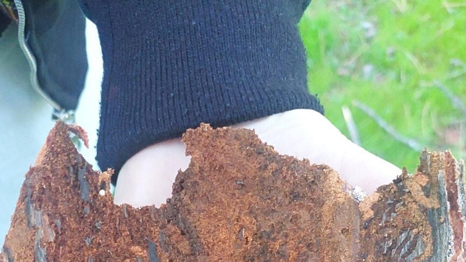 El Ayuntamiento de Majadahonda talará 25 árboles para frenar una plaga de insectos