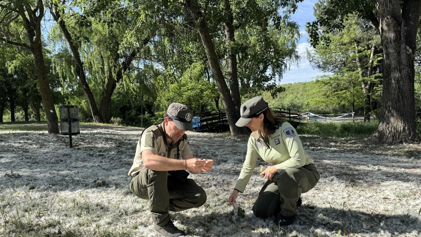 Agentes Forestales activan un operativo contra incendios por la pelusa de chopo