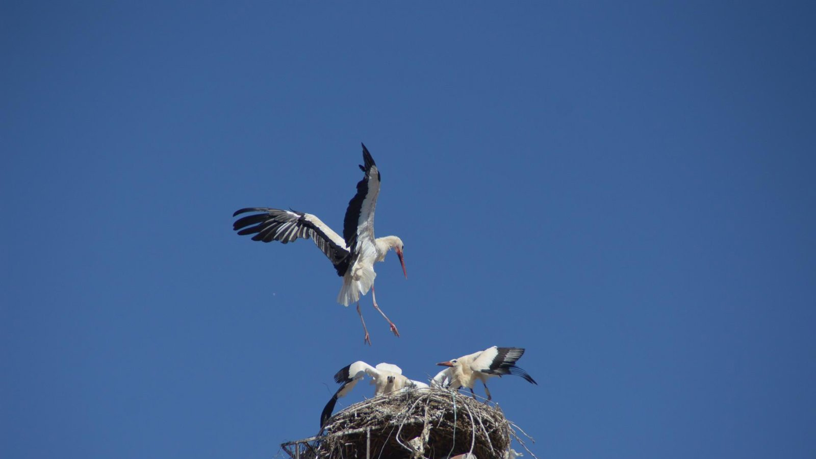 El Ayuntamiento de Alcalá pide mantener el comedero de cigüeñas