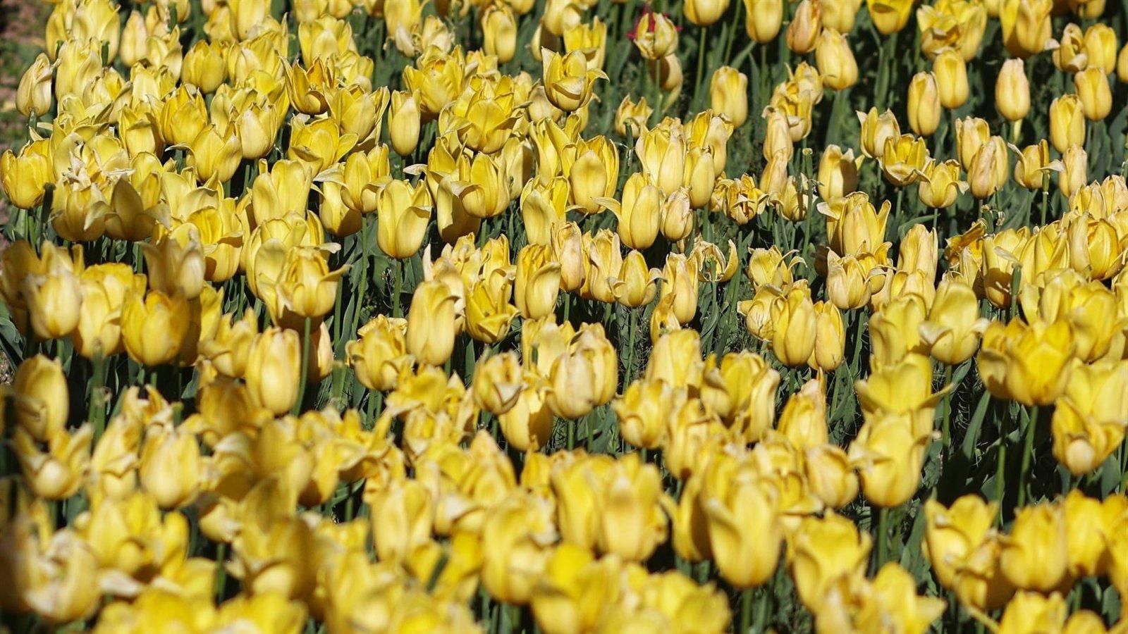 Unos 26.000 tulipanes lucen en el Real Jardín Botánico durante esta Semana Santa