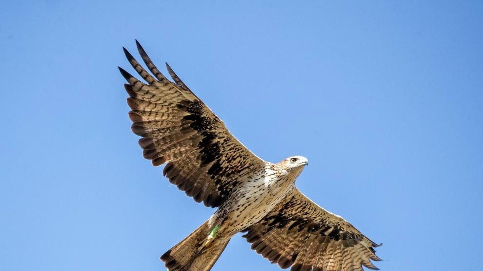 Madrid usará águilas y un halcón para proteger la Puerta de Alcalá de las palomas