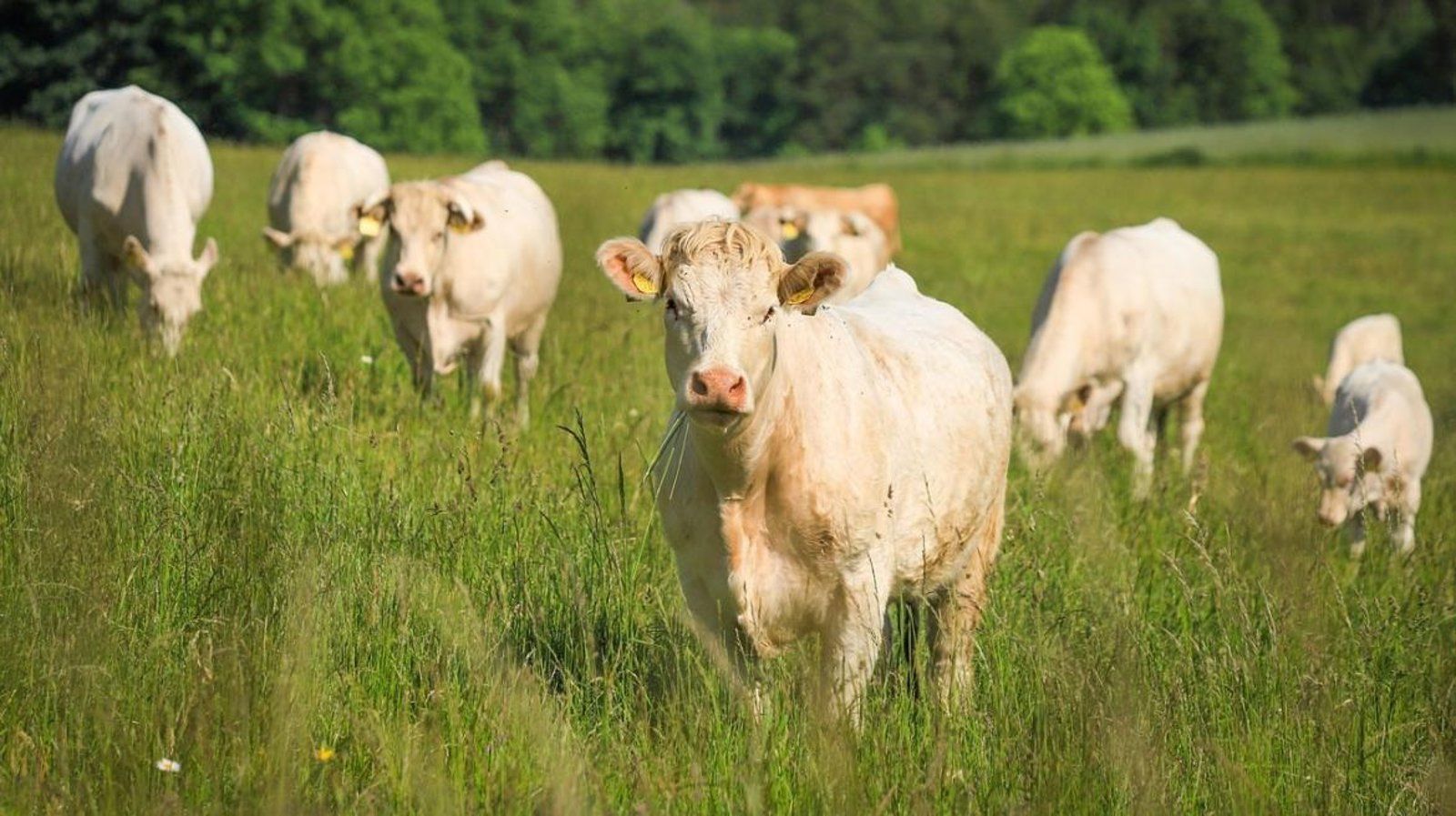La Comunidad destina cuatro millones a impulsar la industria agroalimentaria y apoyar al medio rural