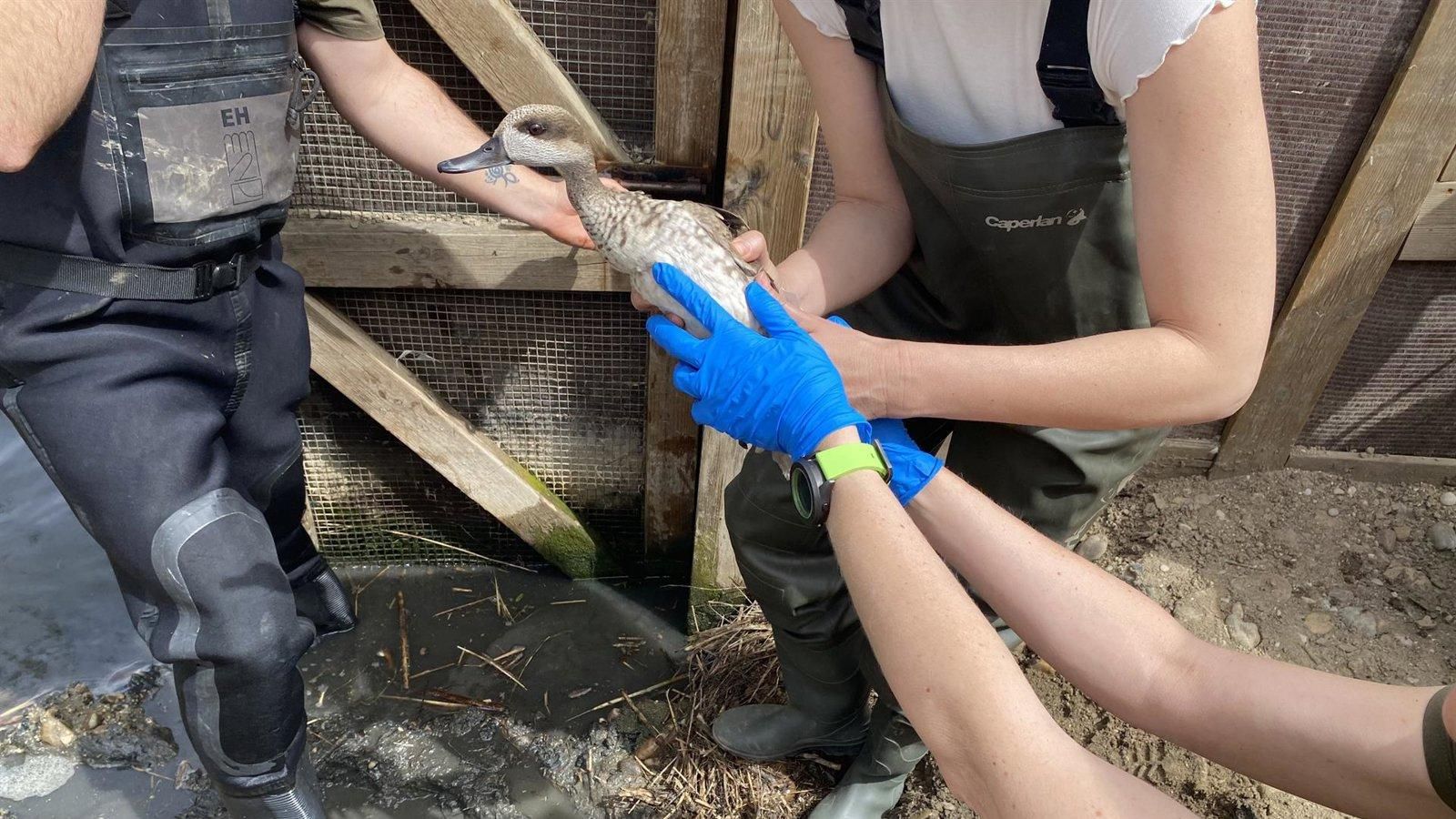 La Comunidad reintroduce más de 100 cercetas pardilla para recuperar la especie en los humedales de la región