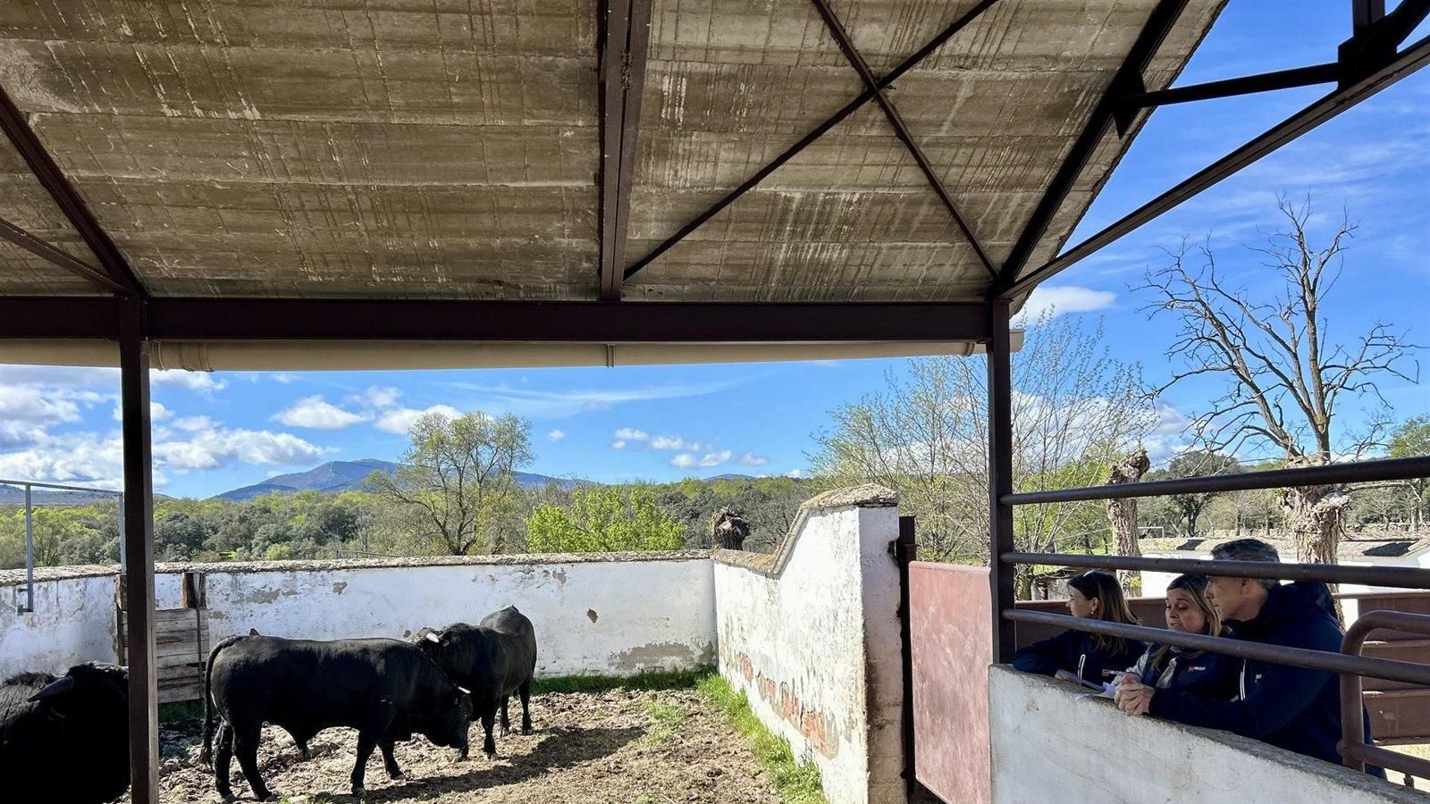 La Comunidad sortea 15 reses de raza avileña-negra ibérica para reforzar la ganadería regional