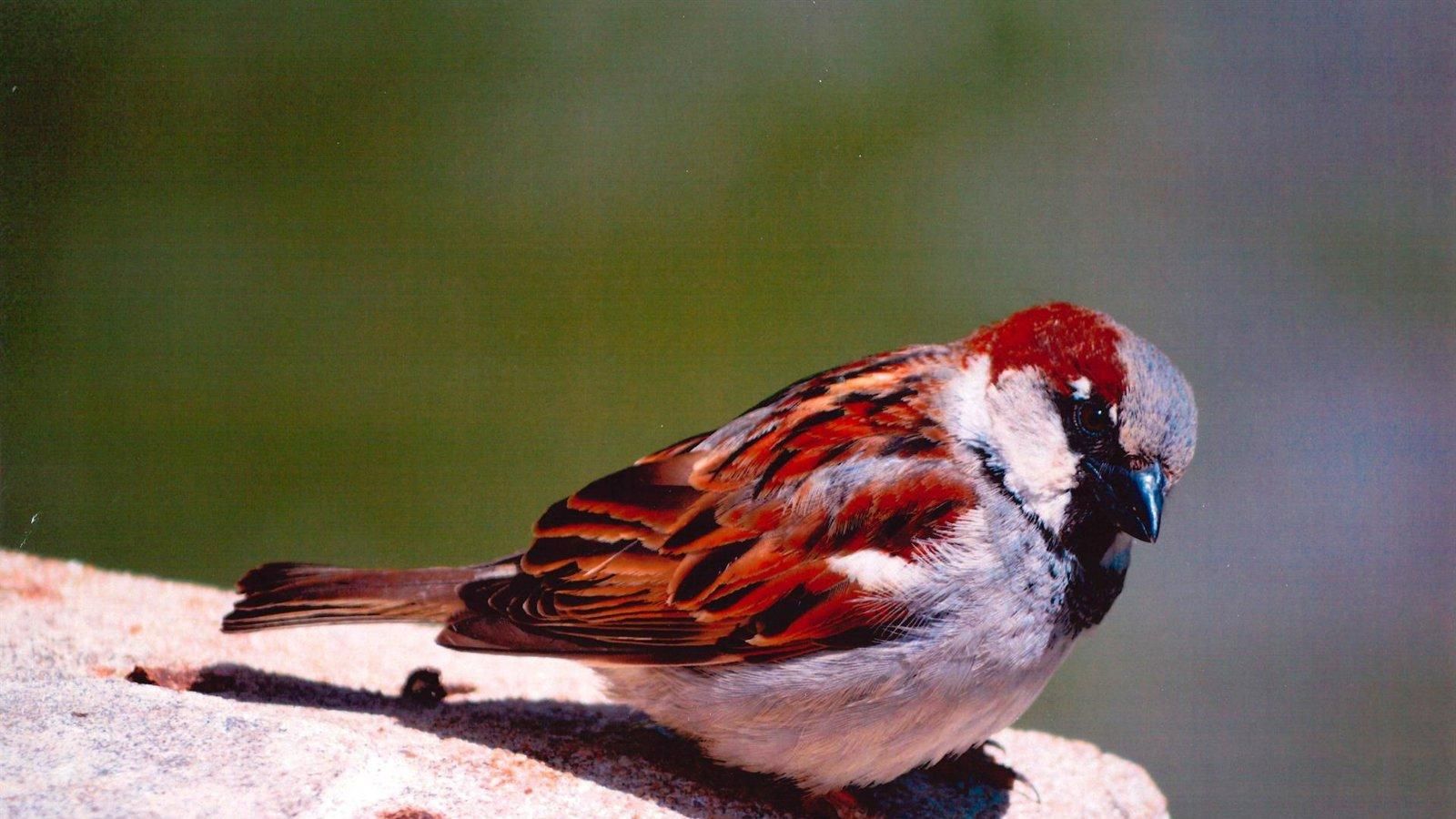 Las Rozas premia a los ganadores del 38º Concurso Jesús y Adán