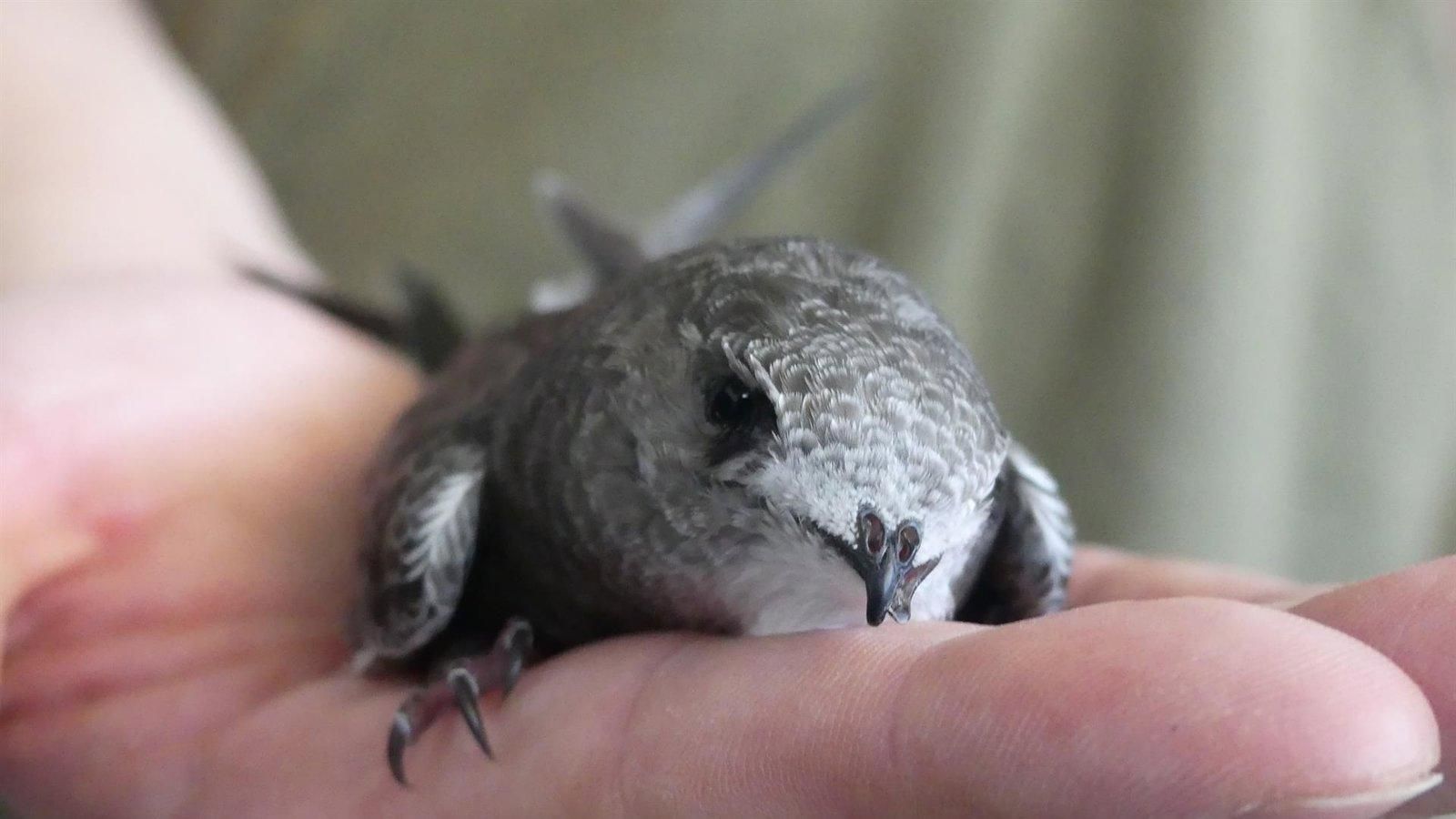 La Comunidad de Madrid libera 1.332 crías de vencejo recuperadas tras caer de sus nidos