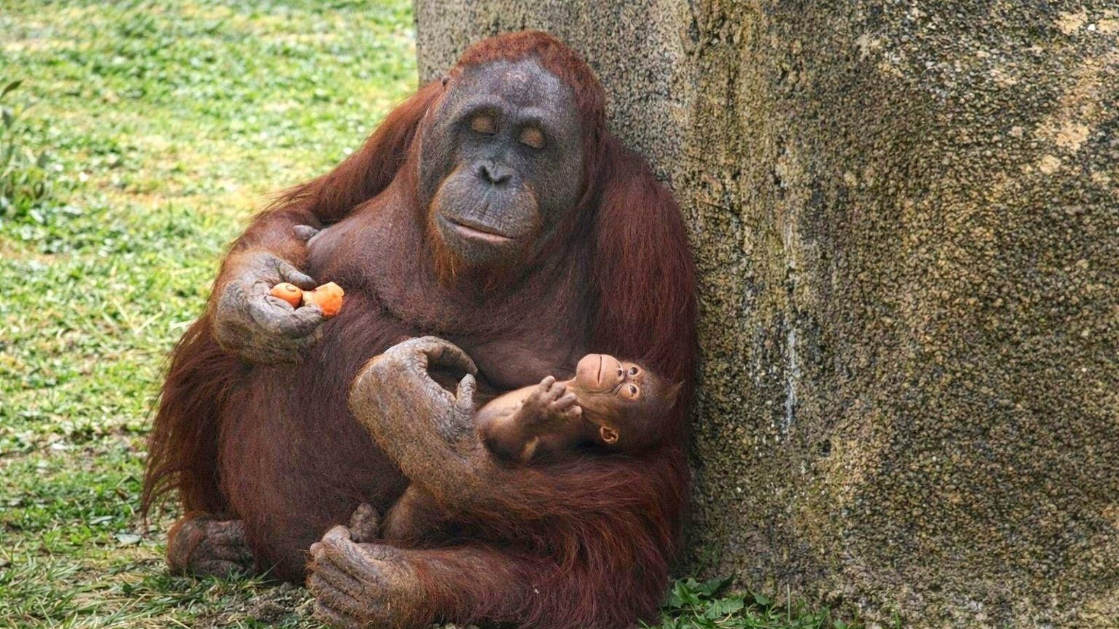 El Zoo de Madrid celebra el nacimiento de un orangután de Borneo en peligro crítico de extinción