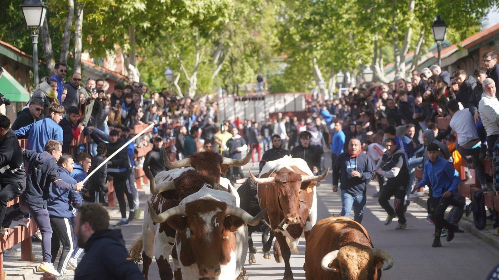 Las Rozas celebra las fiestas de San José Obrero en Las Matas