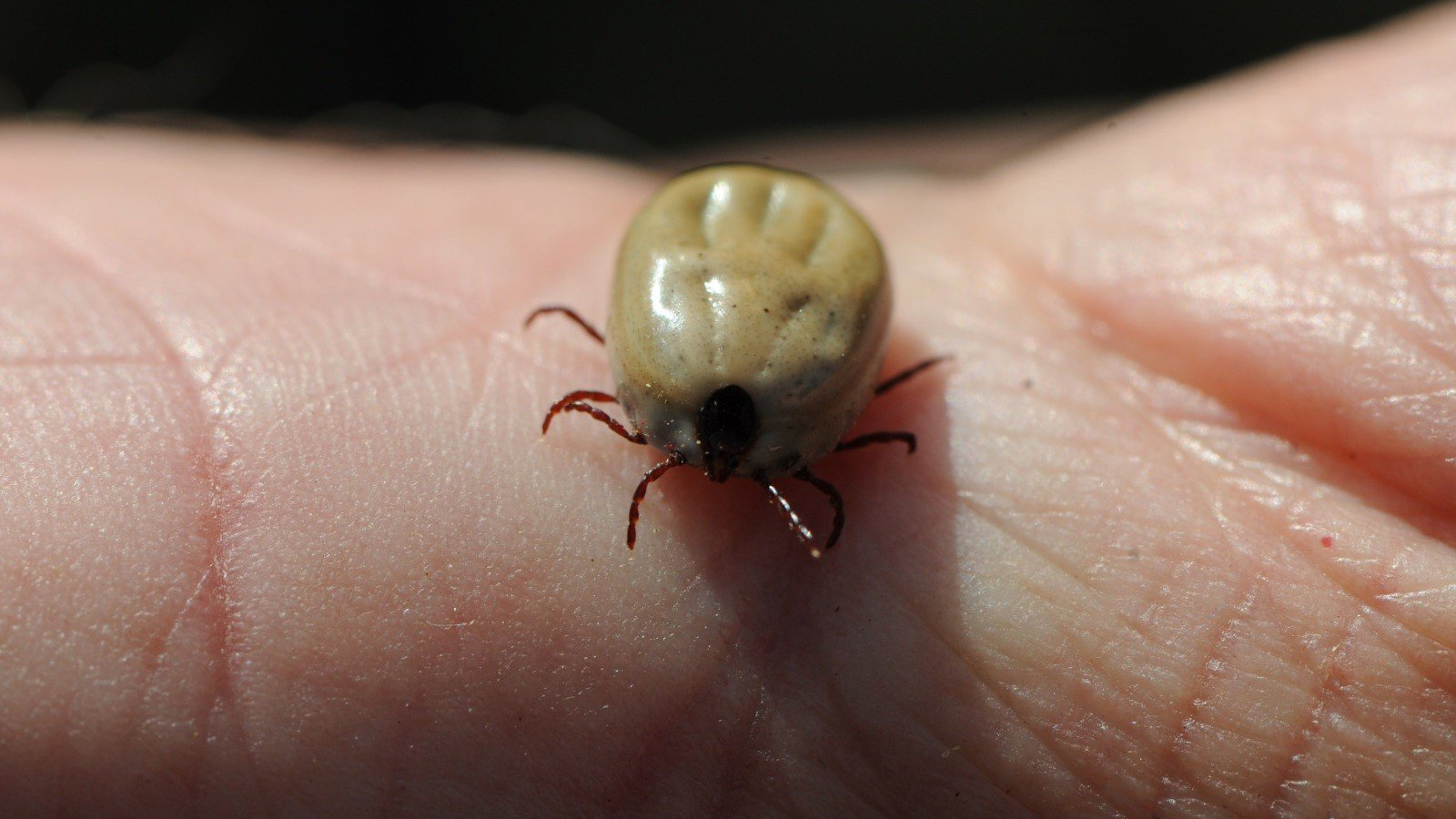 Alerta por garrapatas en Madrid: cómo protegerte ante su aumento