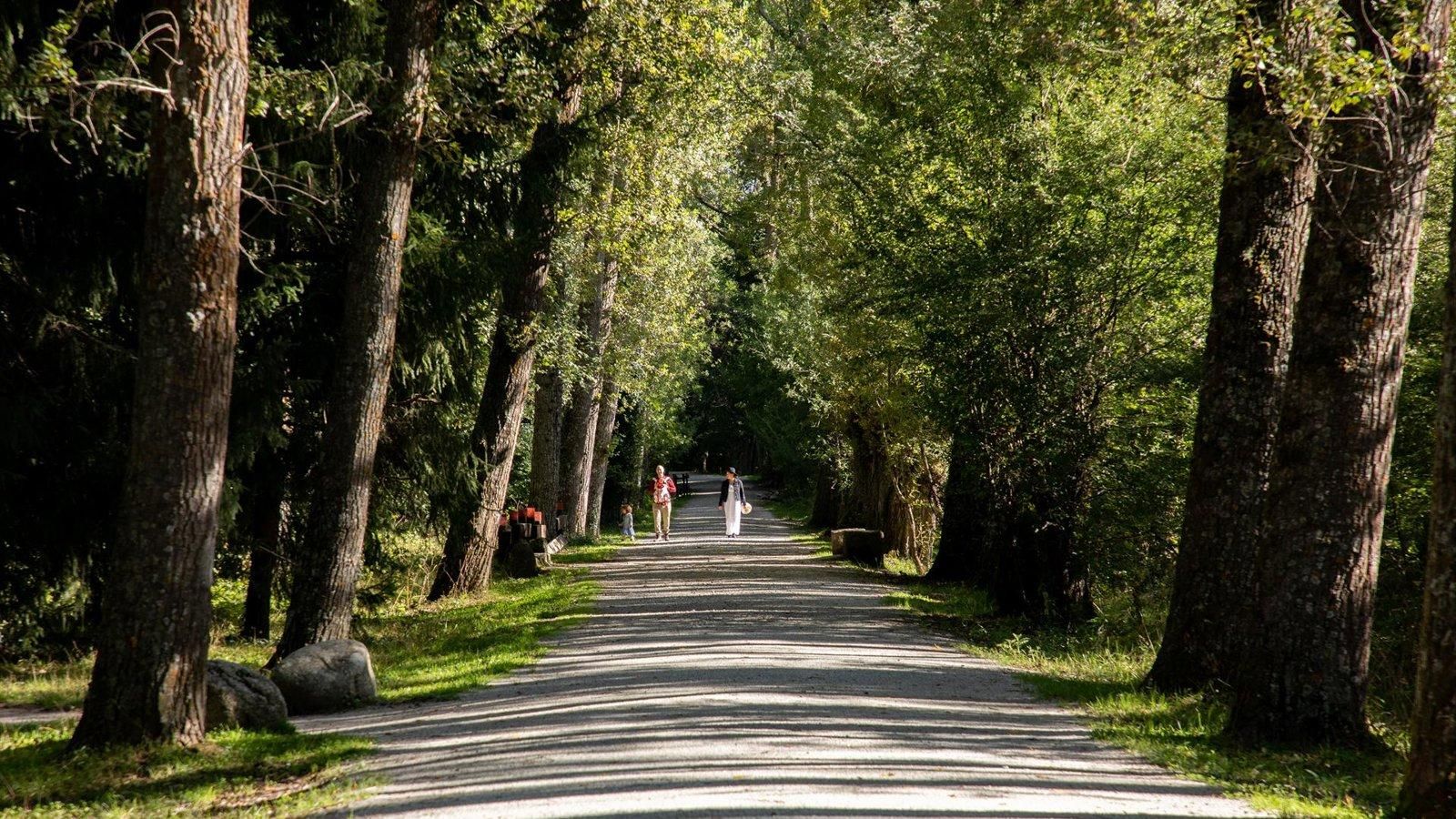 Activada la alerta de polen hasta finales de junio para prevenir alergias