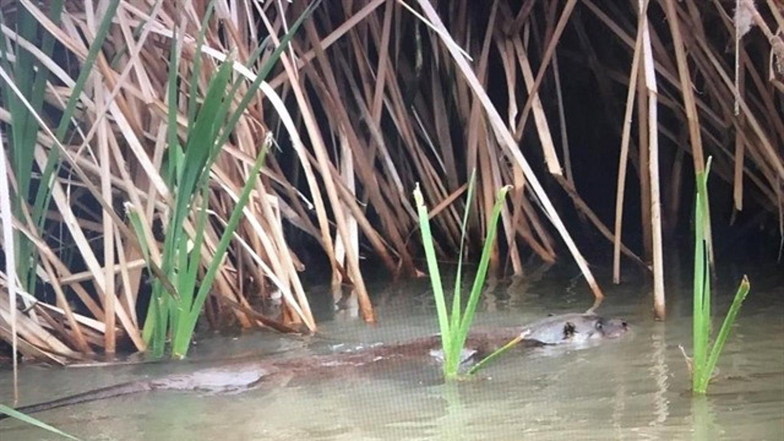 Las nutrias vuelven al río Manzanares en Madrid tras décadas desaparecidas