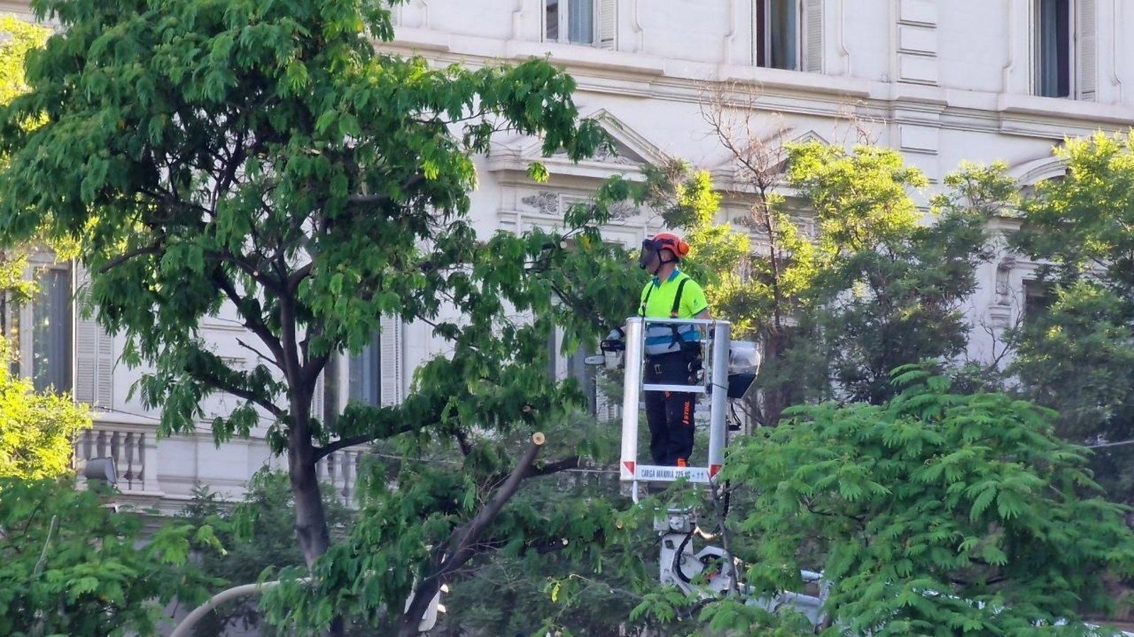 Madrid retira temporalmente seis árboles en Cibeles para el escenario de la misa del Papa