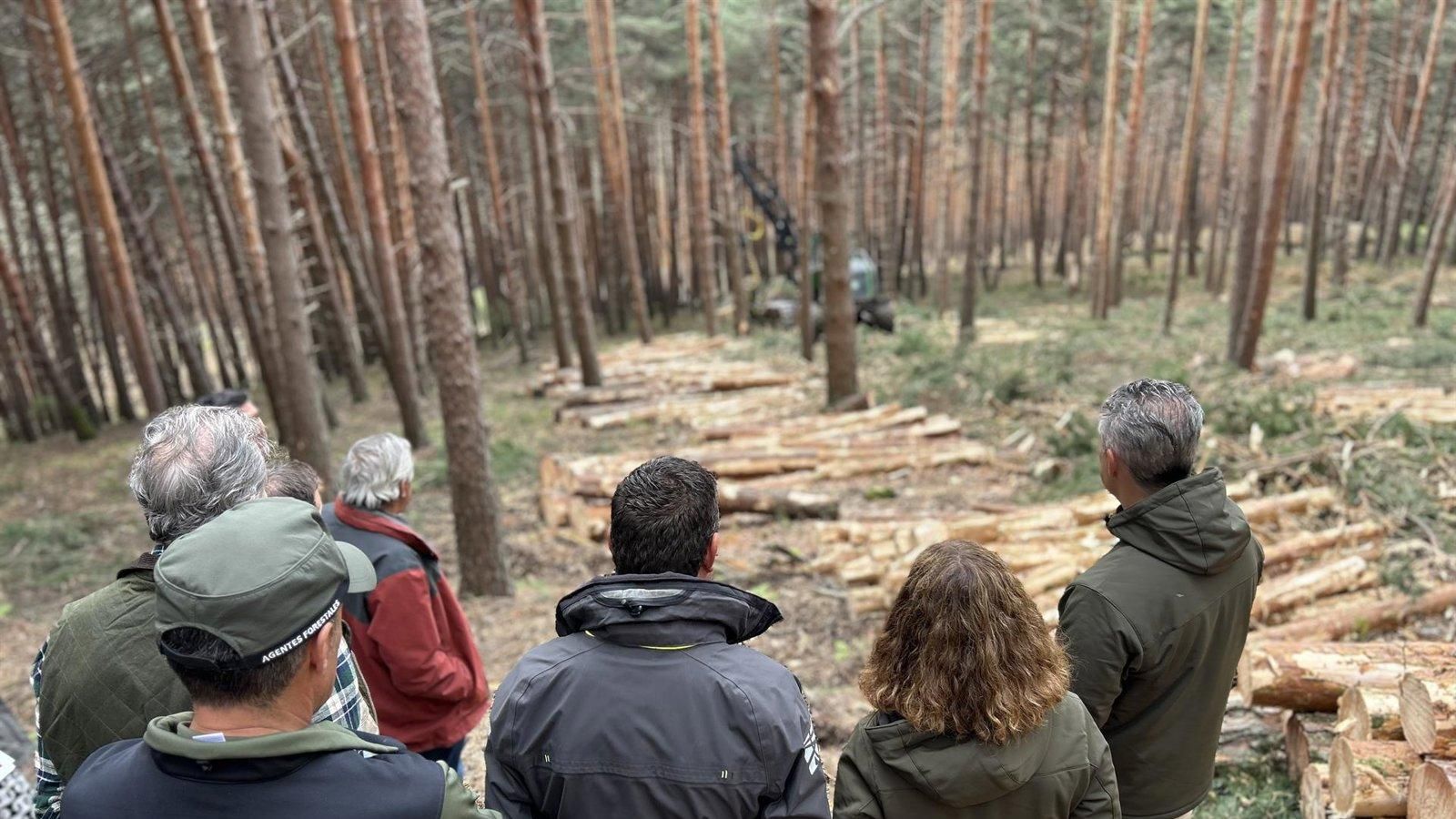 La Comunidad de Madrid impulsa el aprovechamiento forestal en cuatro montes públicos