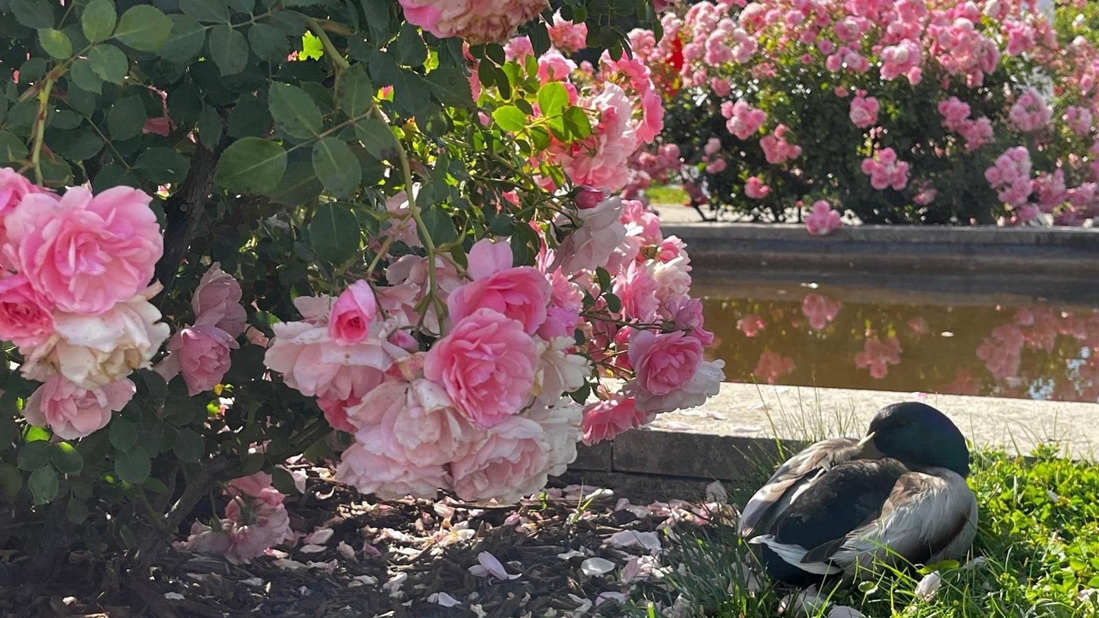 Rosas en todo su esplendor en el Parque del Oeste
