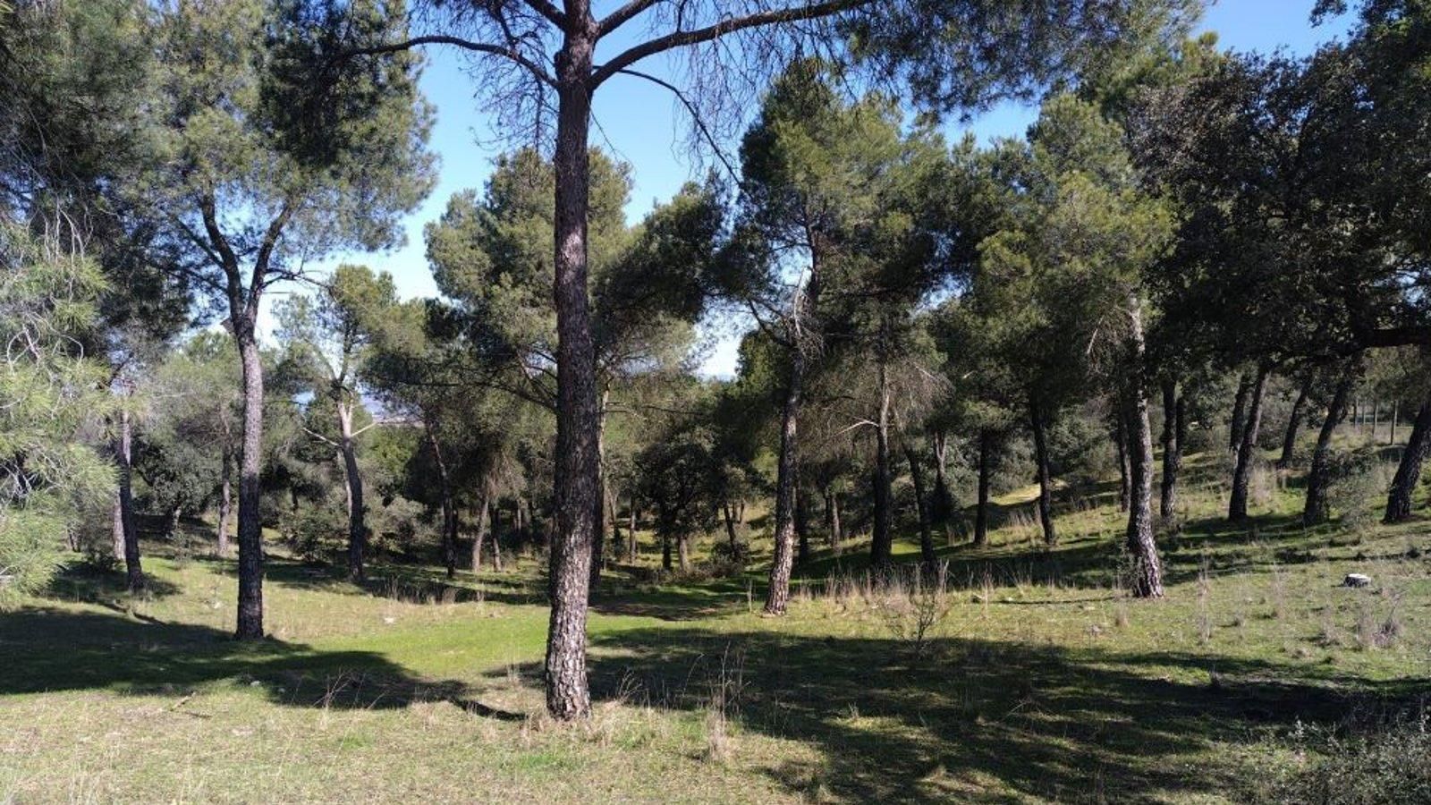La Dehesa de Majadahonda será punto de observación de fauna de la región