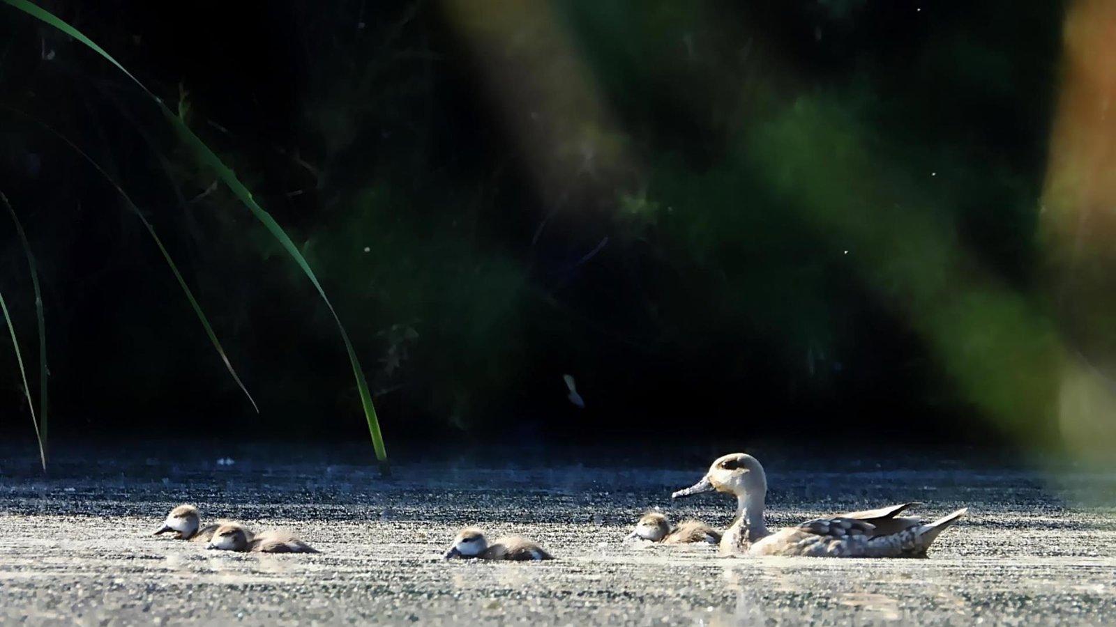 La cerceta pardilla se reproduce en Madrid por primera vez