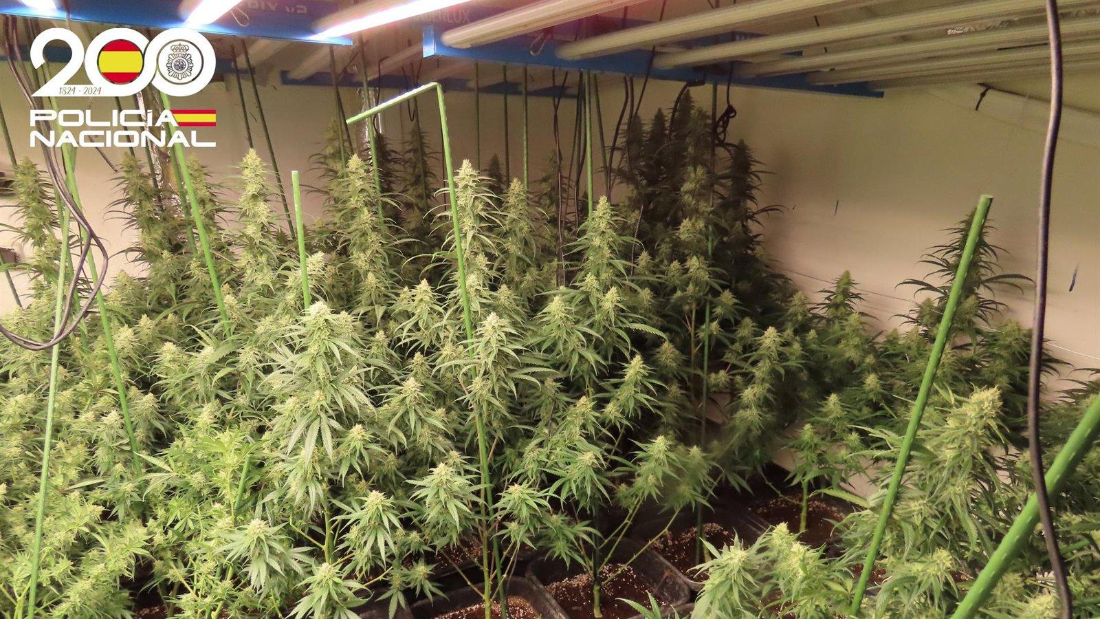La Policía desmantela una plantación de marihuana en una nave industrial de Usera