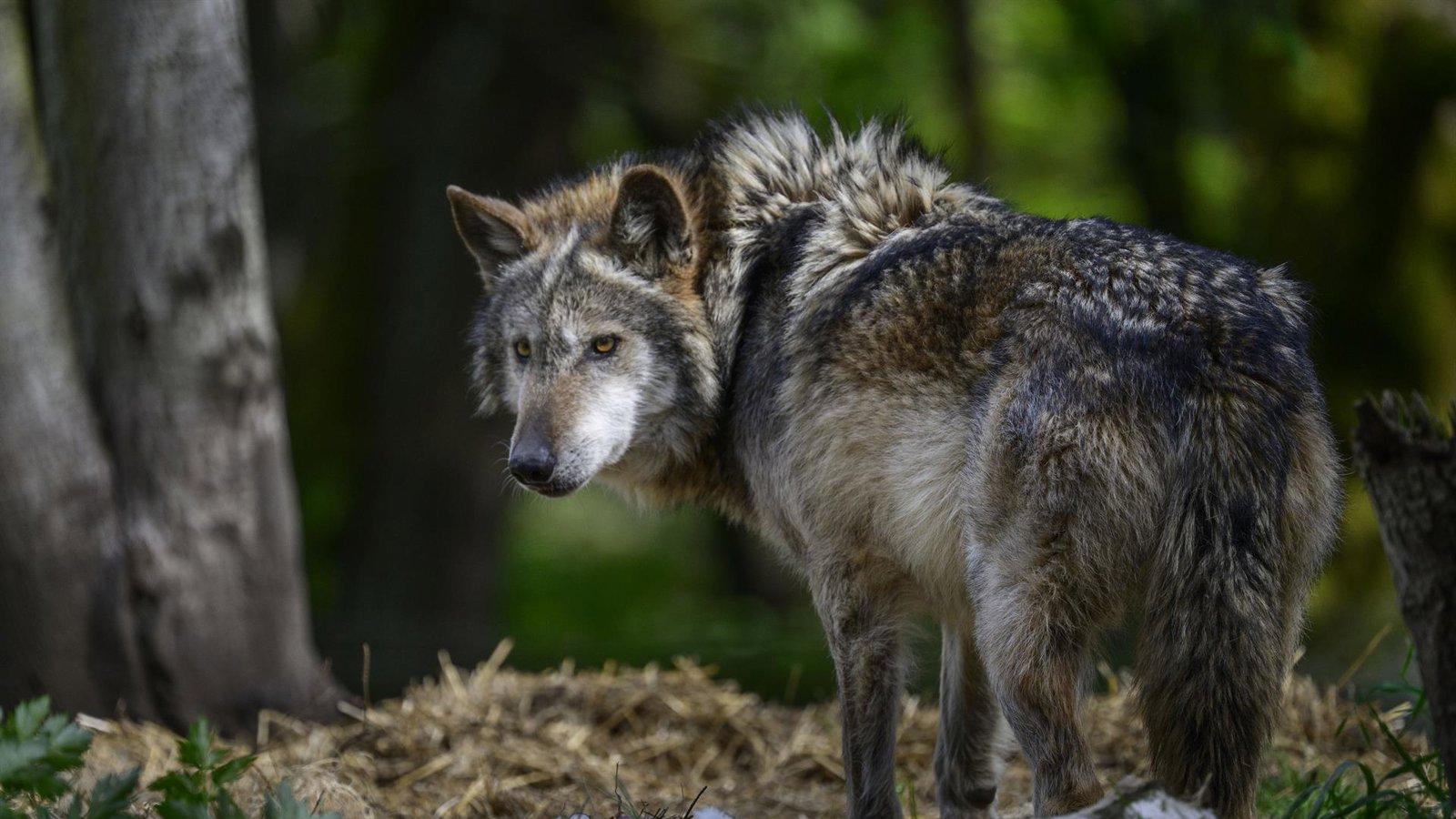 El Gobierno y las CCAA revisan este lunes el informe sobre la protección del lobo
