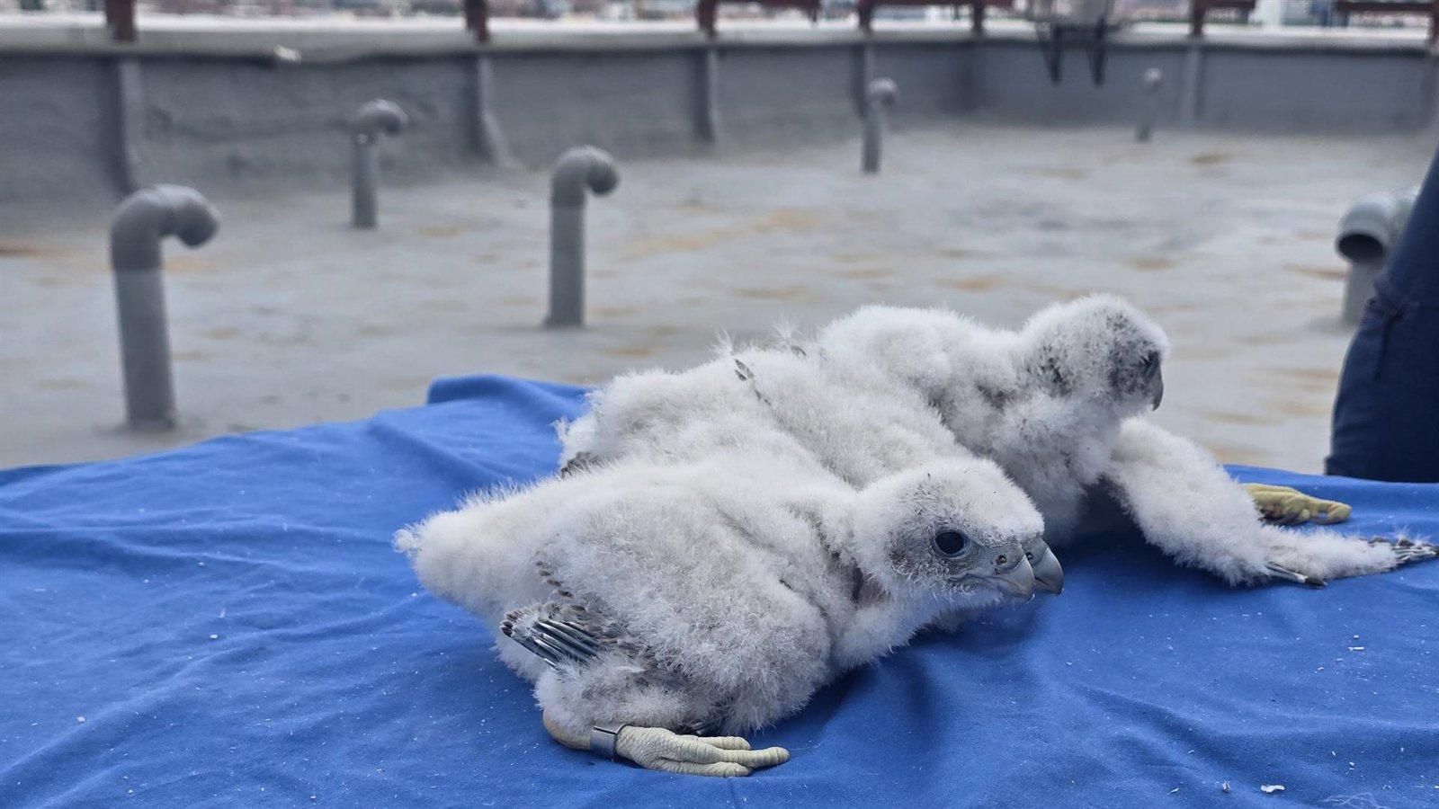 Una pareja de halcones peregrinos cría tres polluelos en el Hospital 12 de Octubre