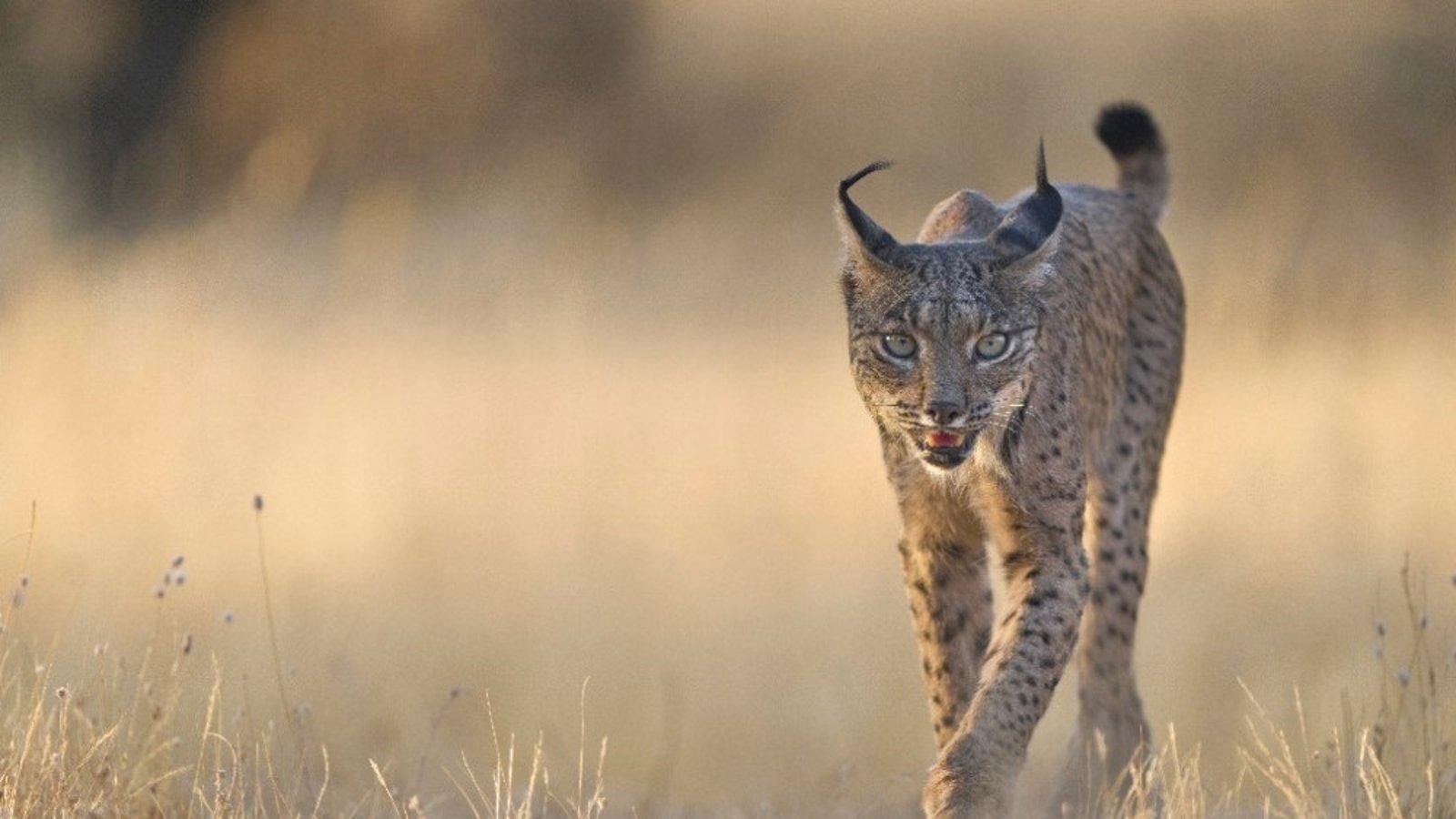 La población de lince ibérico alcanza un máximo histórico