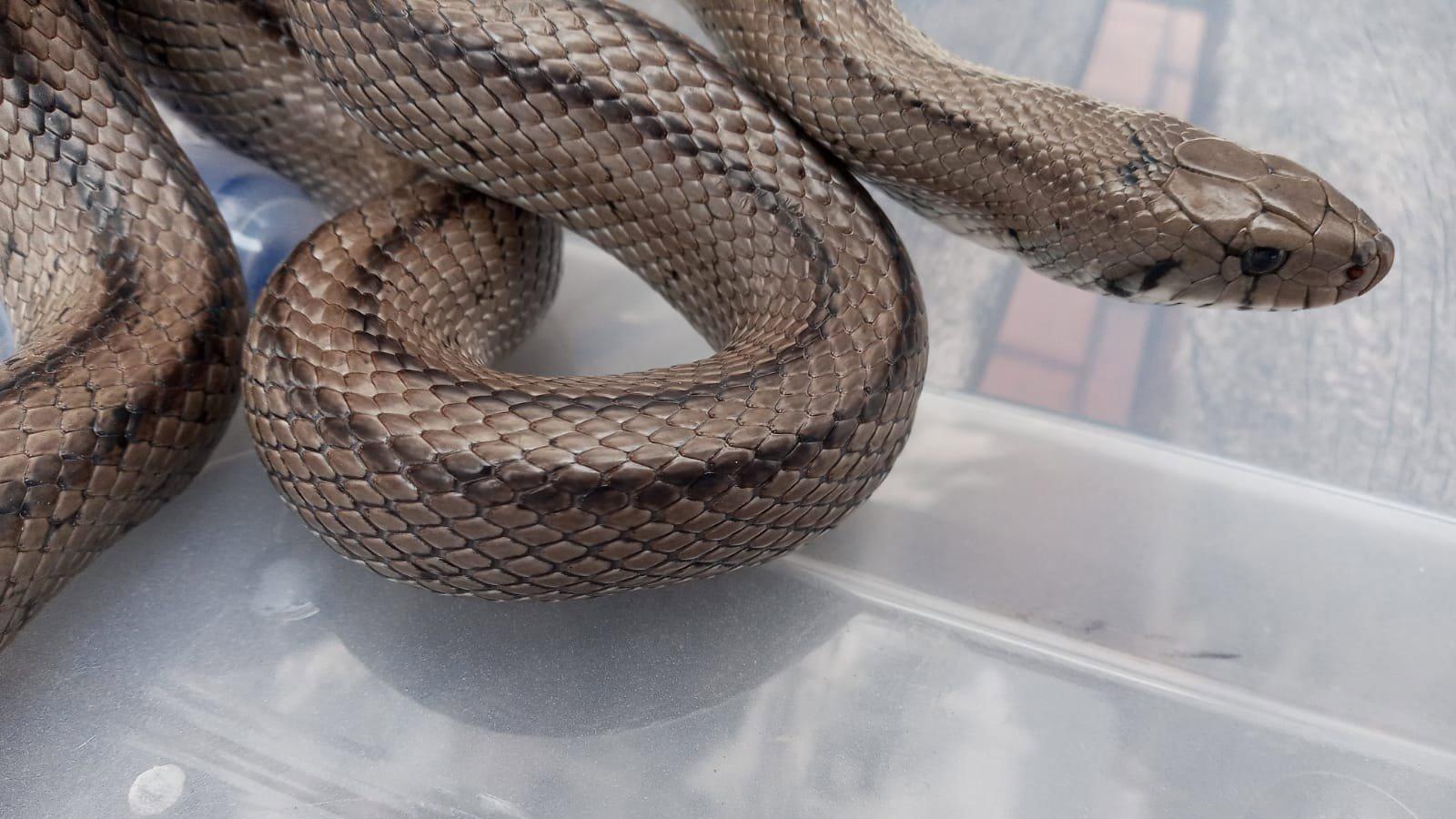 Aparece un culebra de casi dos metros en un parque de Leganés