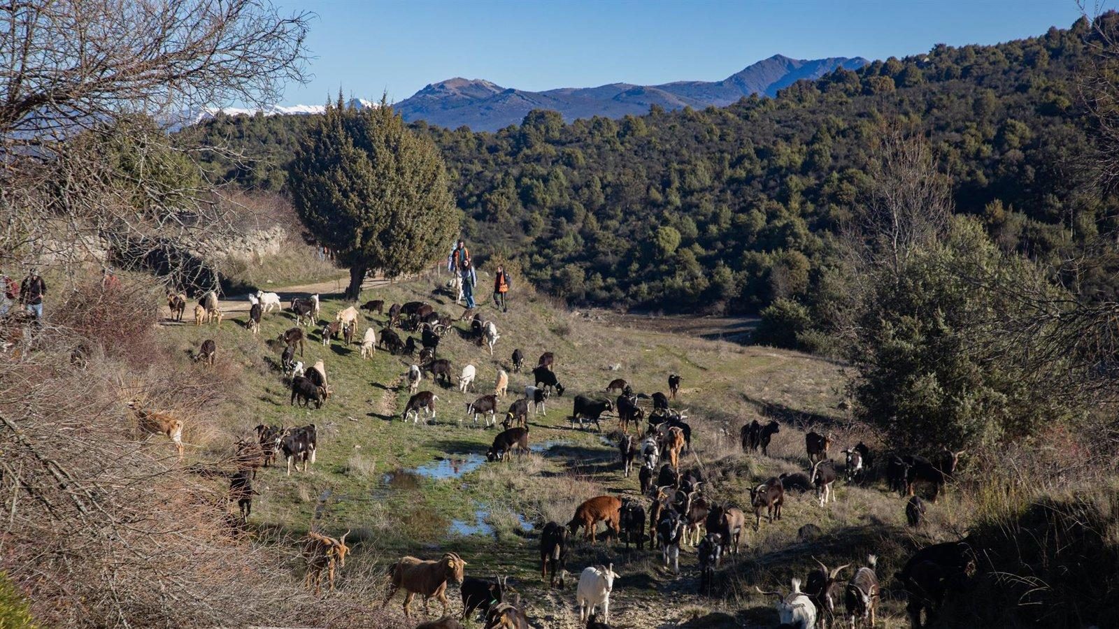 Madrid reduce un 52,49% los robos en explotaciones agrarias